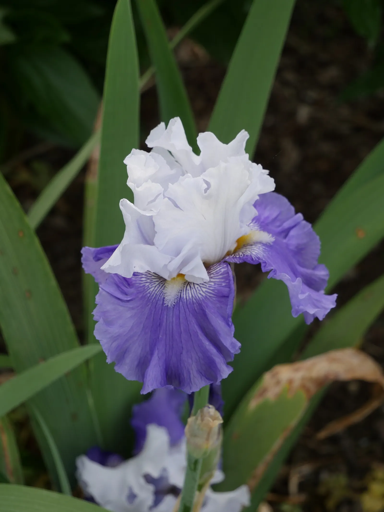 Lavender Blue Iris (Iris Pacific Coast Hybrid 'Lavender') — Prefers well-drained soil and full to partial sun