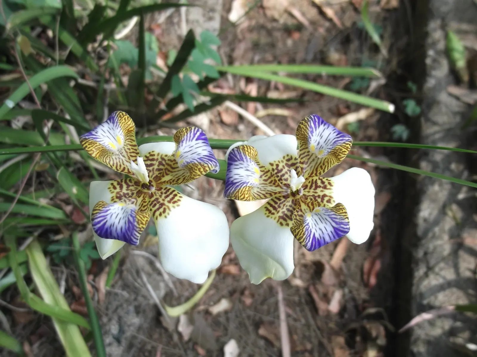 Lavender Blue Iris (Iris Pacific Coast Hybrid 'Lavender') — It flourishes in USDA hardiness zones 5 through 9, showcasing its resilience to varying climates