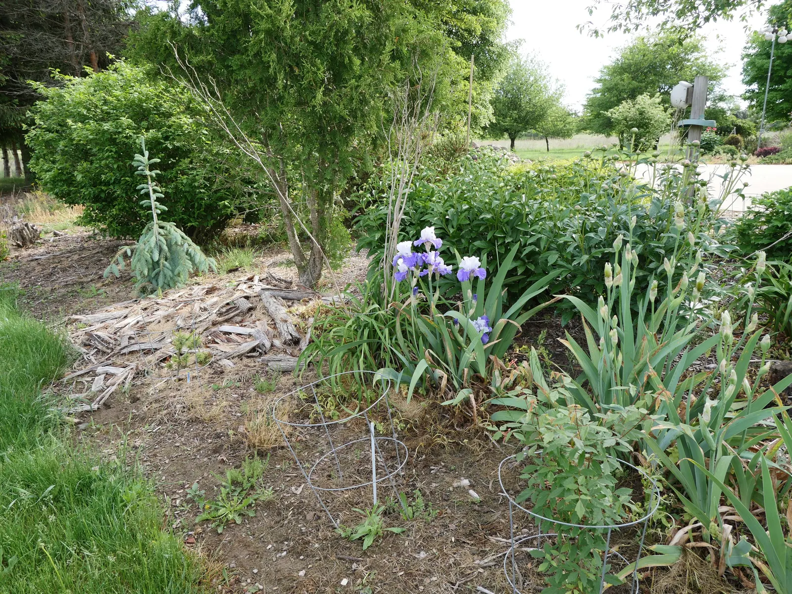 Lavender Blue Iris (Iris Pacific Coast Hybrid 'Lavender') — characterized by a harmonious blend of blue and lavender hues