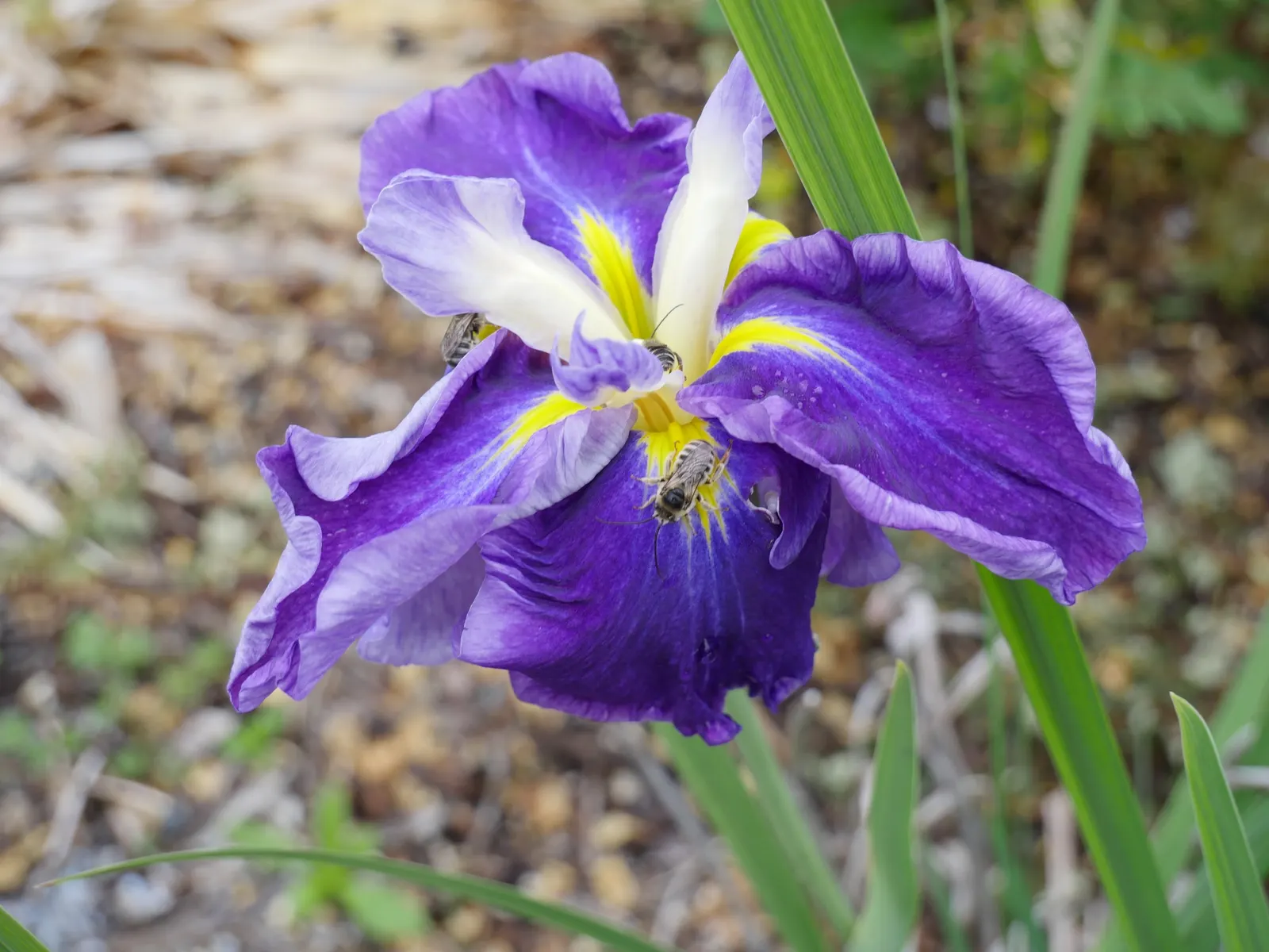 Lavender Blue Iris (Iris Pacific Coast Hybrid 'Lavender') — It‚Äôs drought-tolerant once established, blooming late spring to early summer