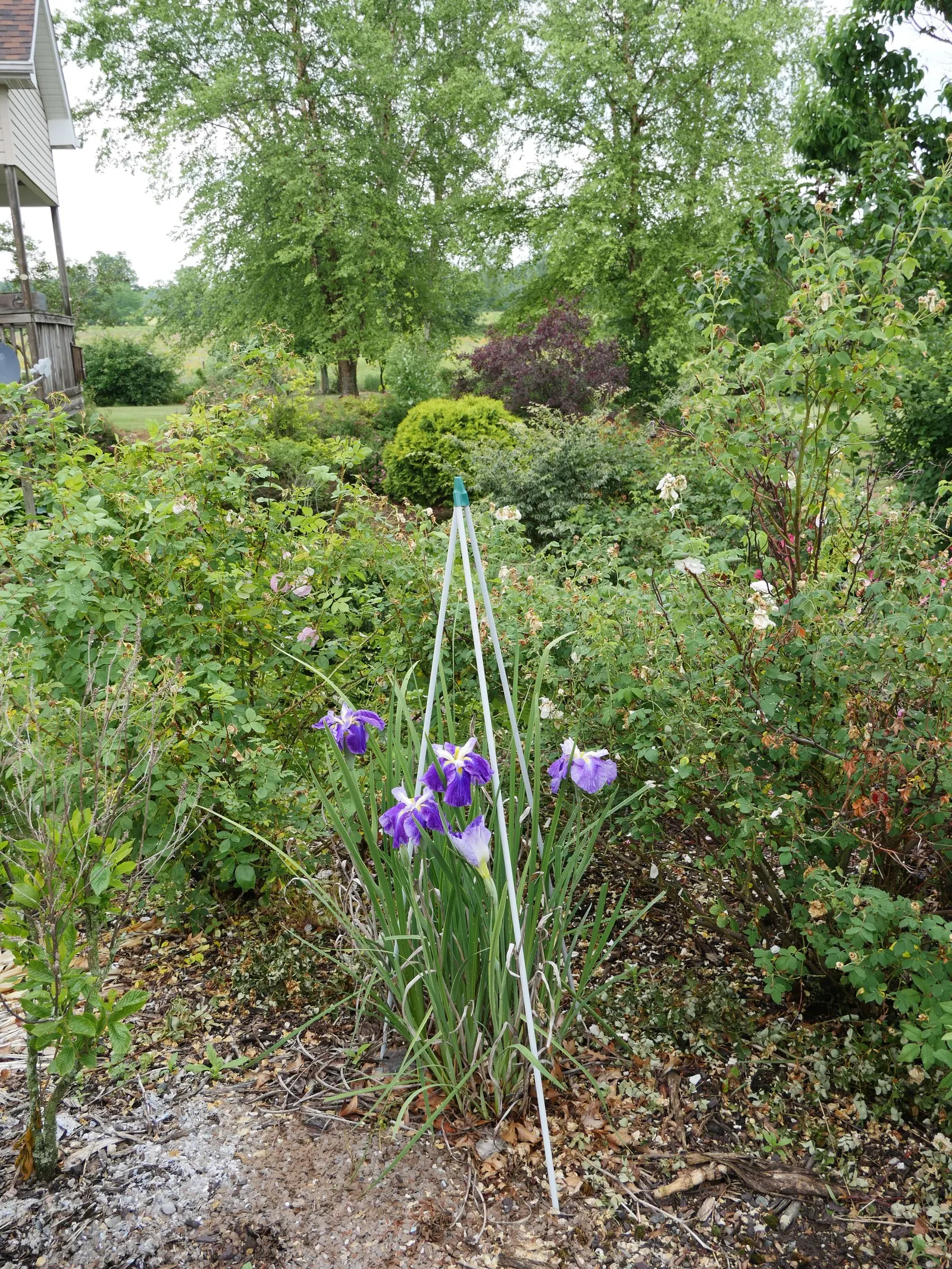 Lavender Blue Iris (Iris Pacific Coast Hybrid 'Lavender') — Grows 12-18 inches tall with spread of up to 12 inches