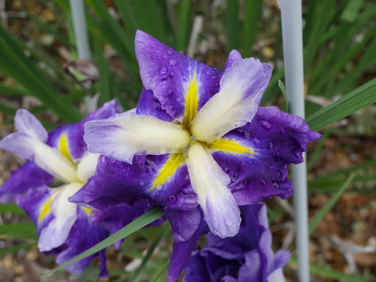 Lavender Blue Iris (Iris Pacific Coast Hybrid 'Lavender') — providing a serene aesthetic to any landscape design