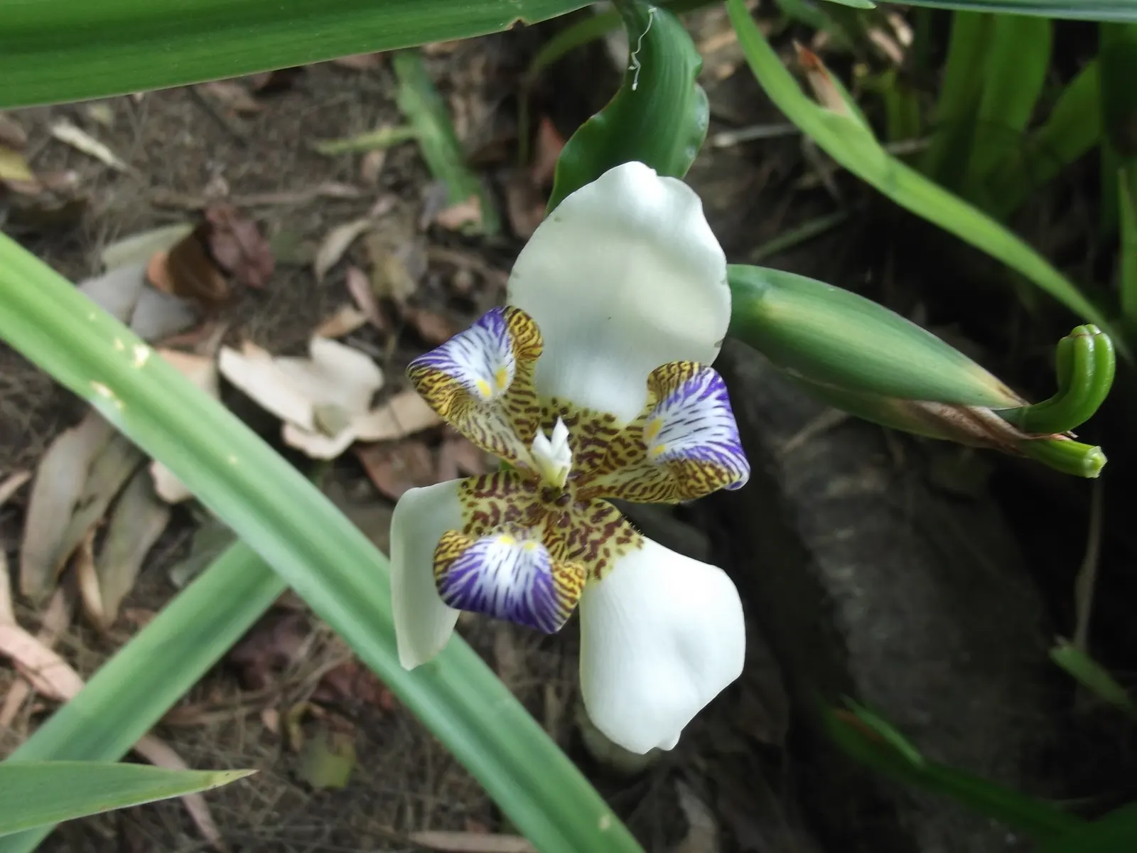 Lavender Blue Iris (Iris Pacific Coast Hybrid 'Lavender') — with a spread also approximately 12 to 18 inches
