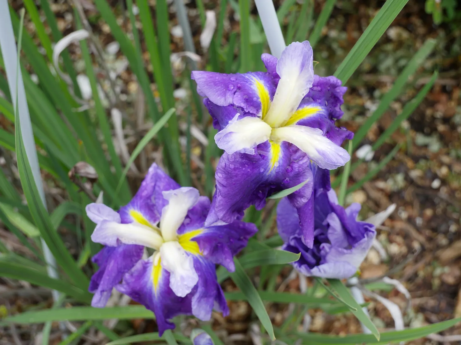Lavender Blue Iris (Iris Pacific Coast Hybrid 'Lavender') — commonly referred to as Lavender Blue Iris