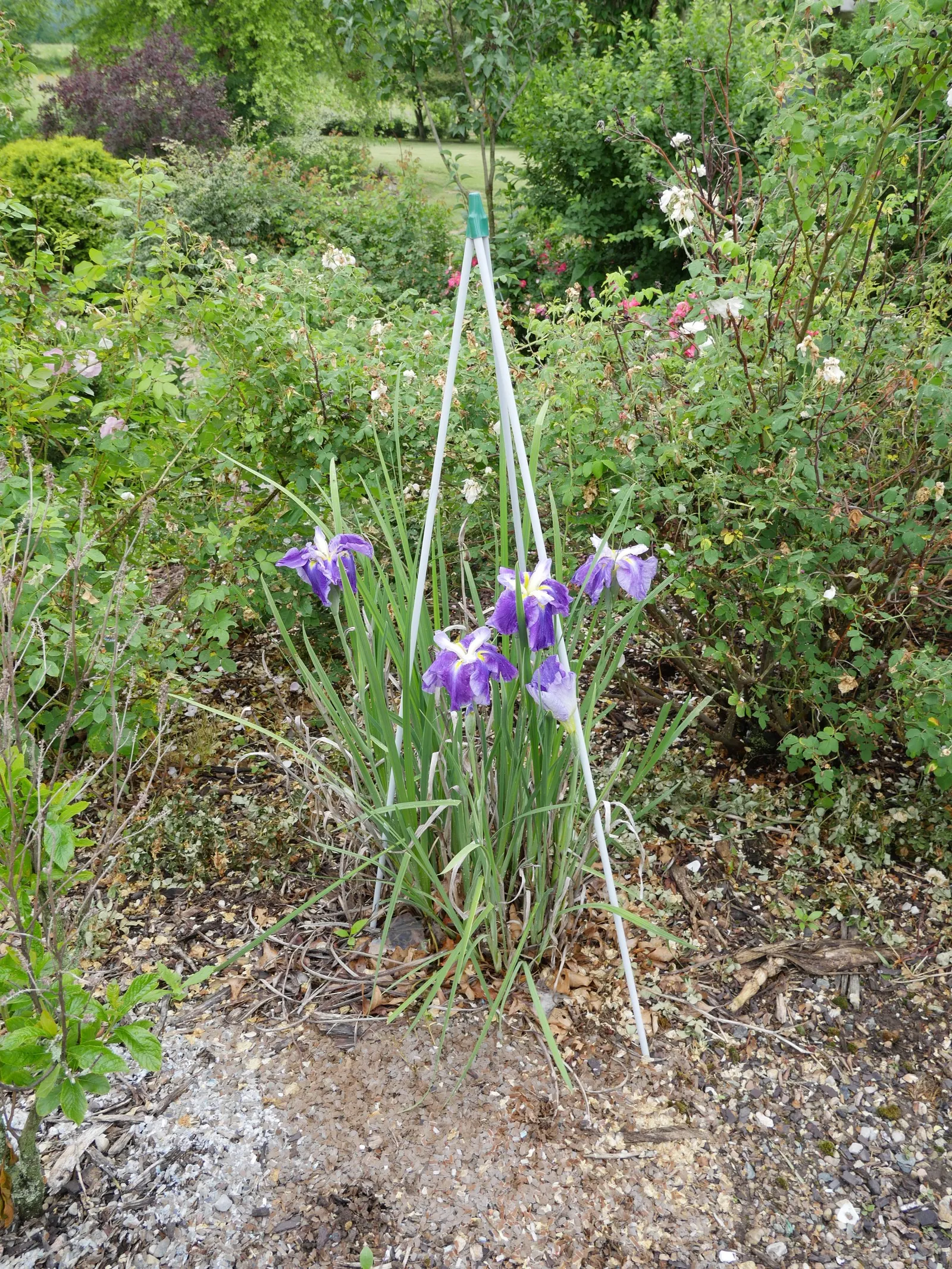 Lavender Blue Iris (Iris Pacific Coast Hybrid 'Lavender') — flaunts a soothing lavender hue with delicate veining