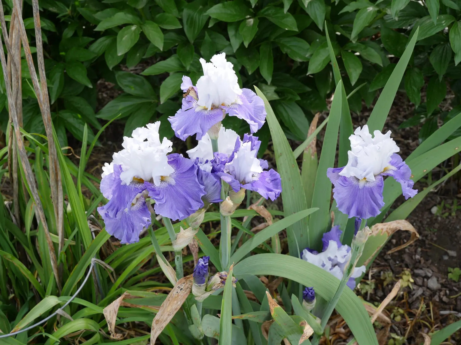 Lavender Blue Iris (Iris Pacific Coast Hybrid 'Lavender') — It is celebrated for its charming flowers
