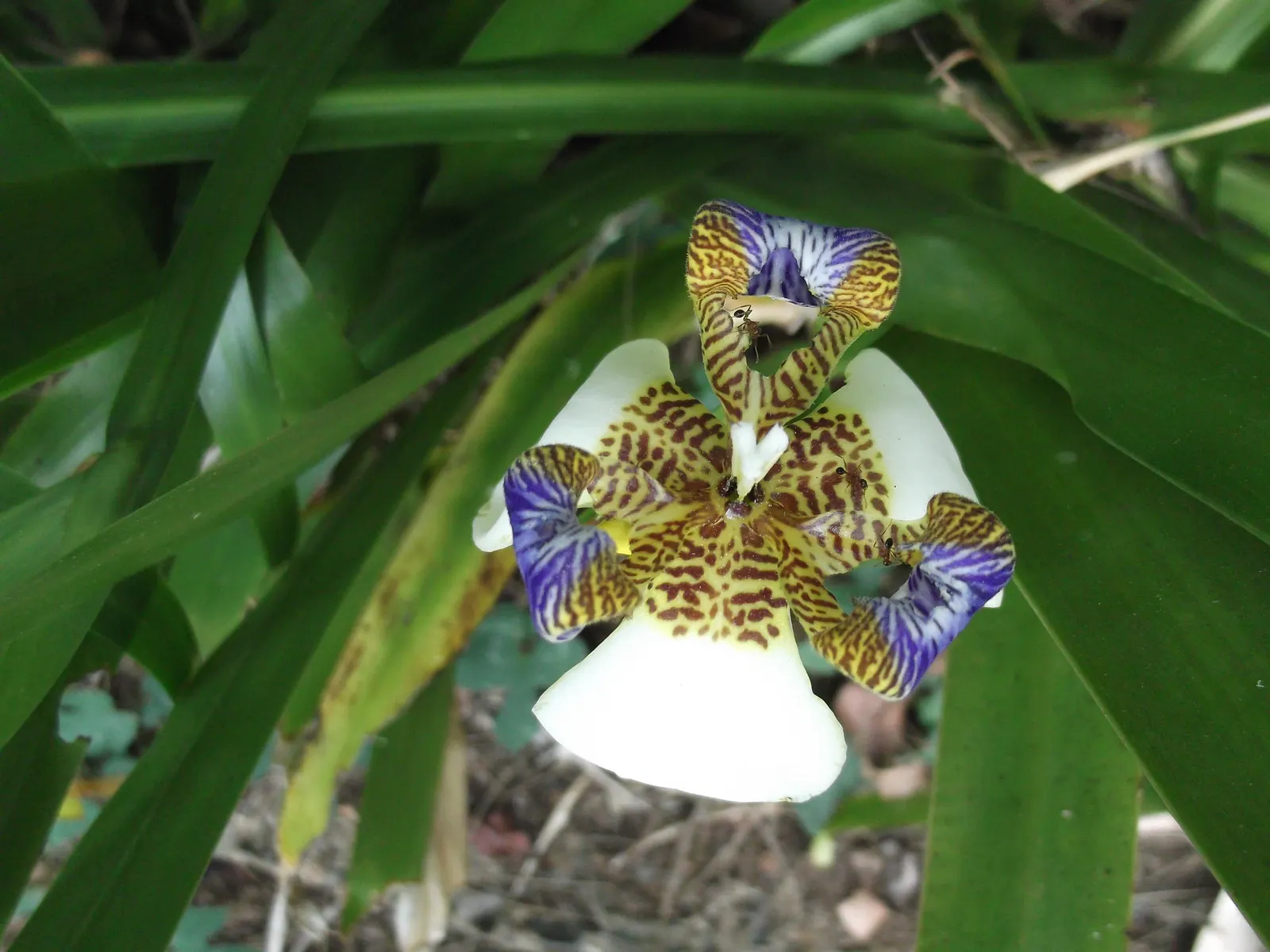 Lavender Blue Iris (Iris Pacific Coast Hybrid 'Lavender') — This iris variety typically reaches a height of 12 to 18 inches