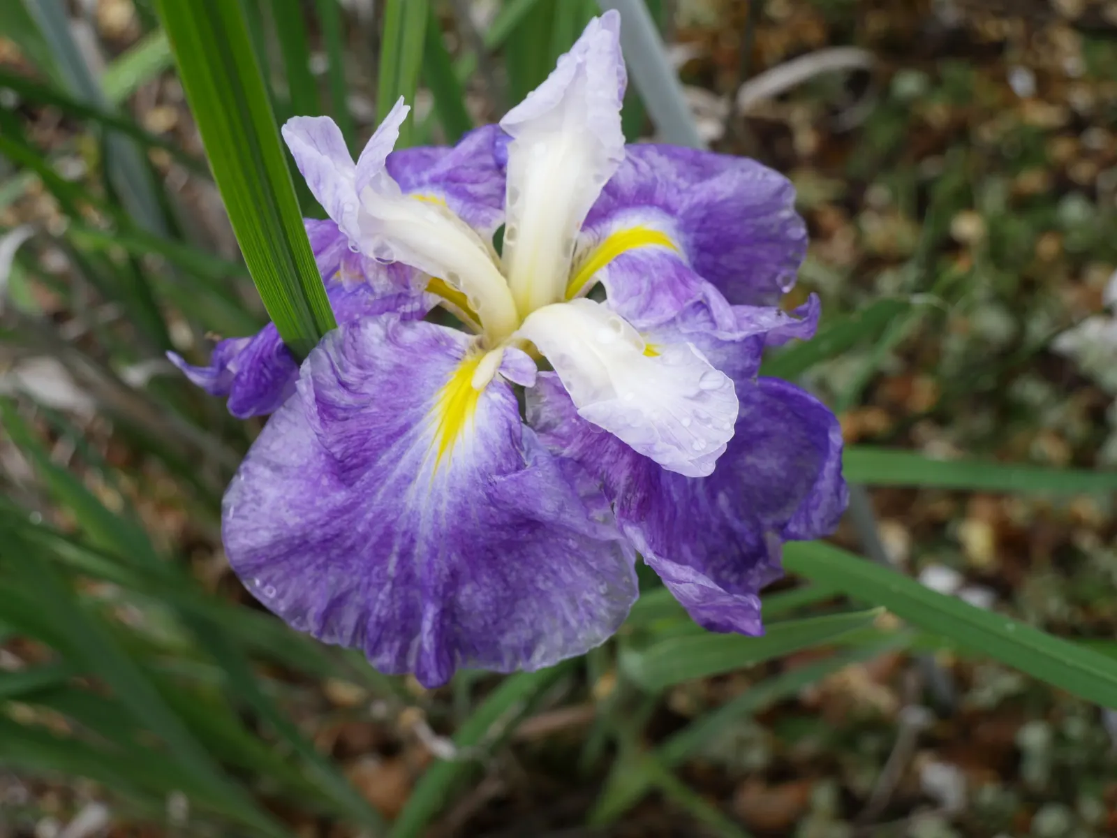 Lavender Blue Iris (Iris Pacific Coast Hybrid 'Lavender') — is a captivating perennial that adds a touch of elegance to any landscape design