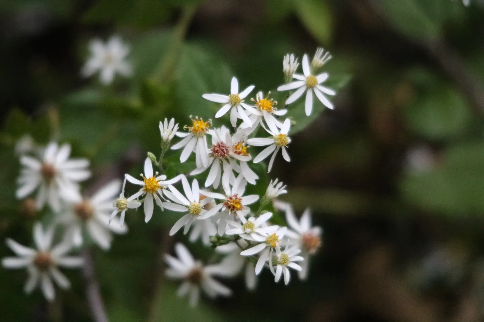 White Wood Aster (Eurybia divaricata) — making it an excellent choice for woodsy gardens or areas under the canopy of larger trees