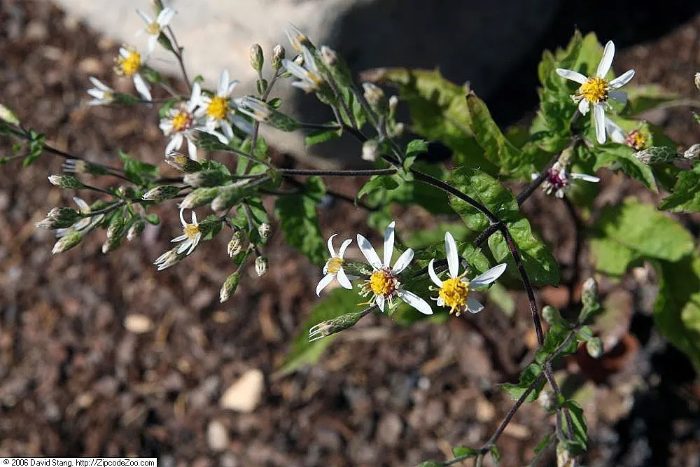White Wood Aster (Eurybia divaricata) — perennial with white blooms; the White Wood Aster's drought tolerance once established