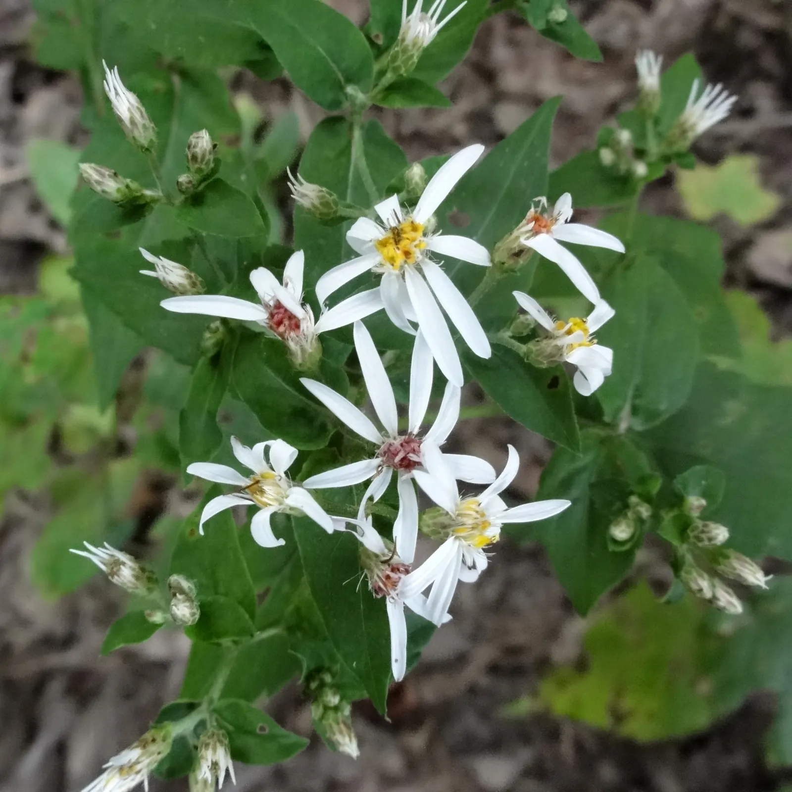 White Wood Aster (Eurybia divaricata) — Minimal maintenance required; toothed leaves and distinctive, image 75