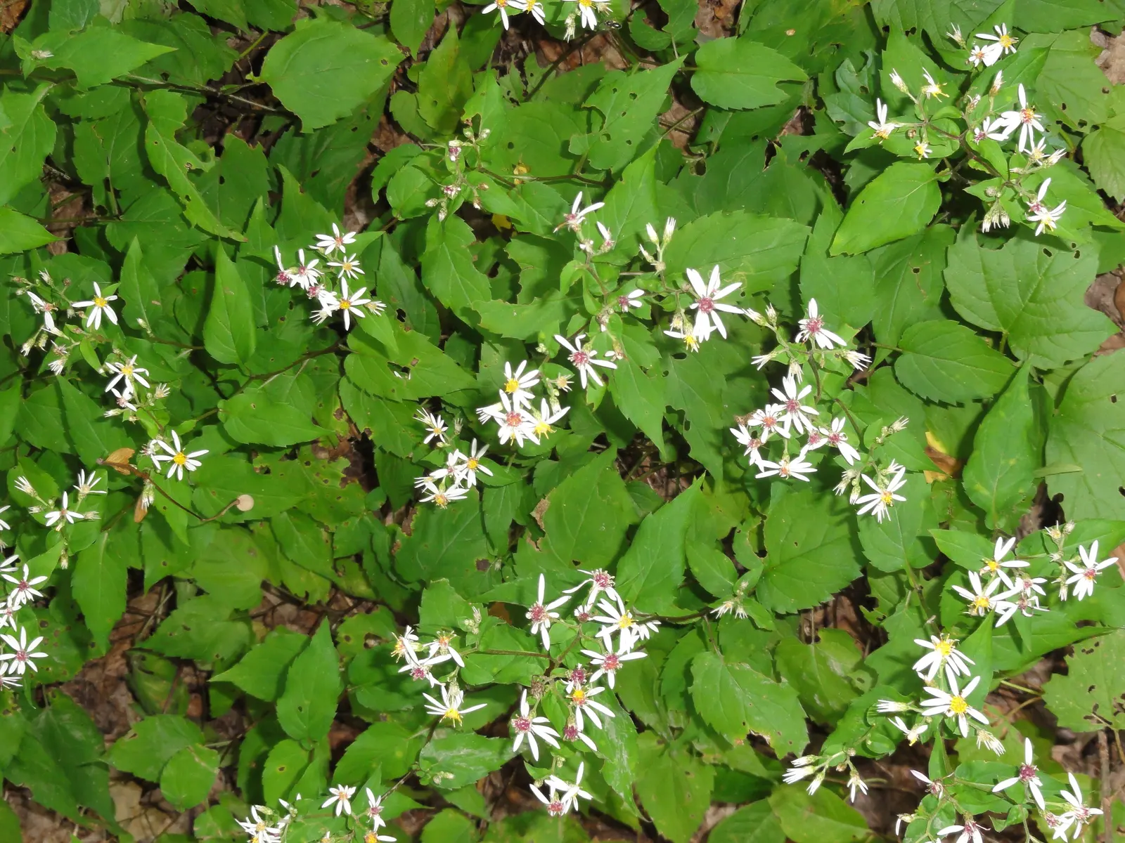 White Wood Aster (Eurybia divaricata) — is an elegant perennial well-suited to bringing understated beauty to shaded sections of a landscape, image 87