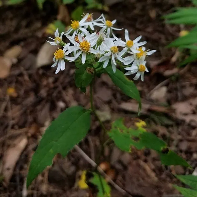 White Wood Aster (Eurybia divaricata) — starry white flowers with yellow to red center disks; allows it to naturalize and fill in spaces with a, image 55