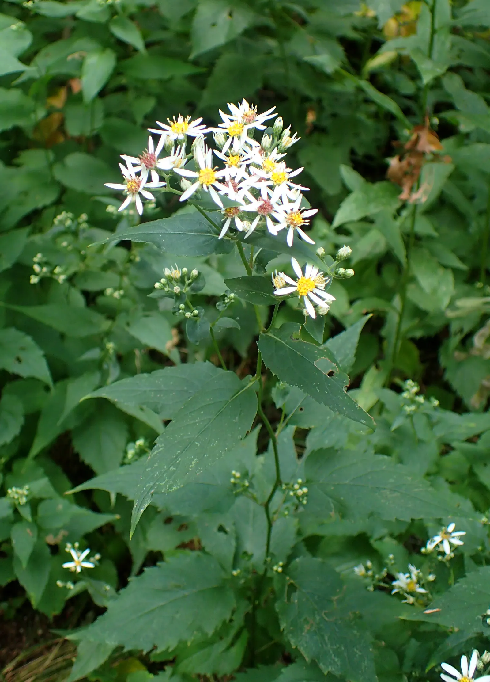 White Wood Aster (Eurybia divaricata) — ensure that Eurybia divaricata receives regular watering