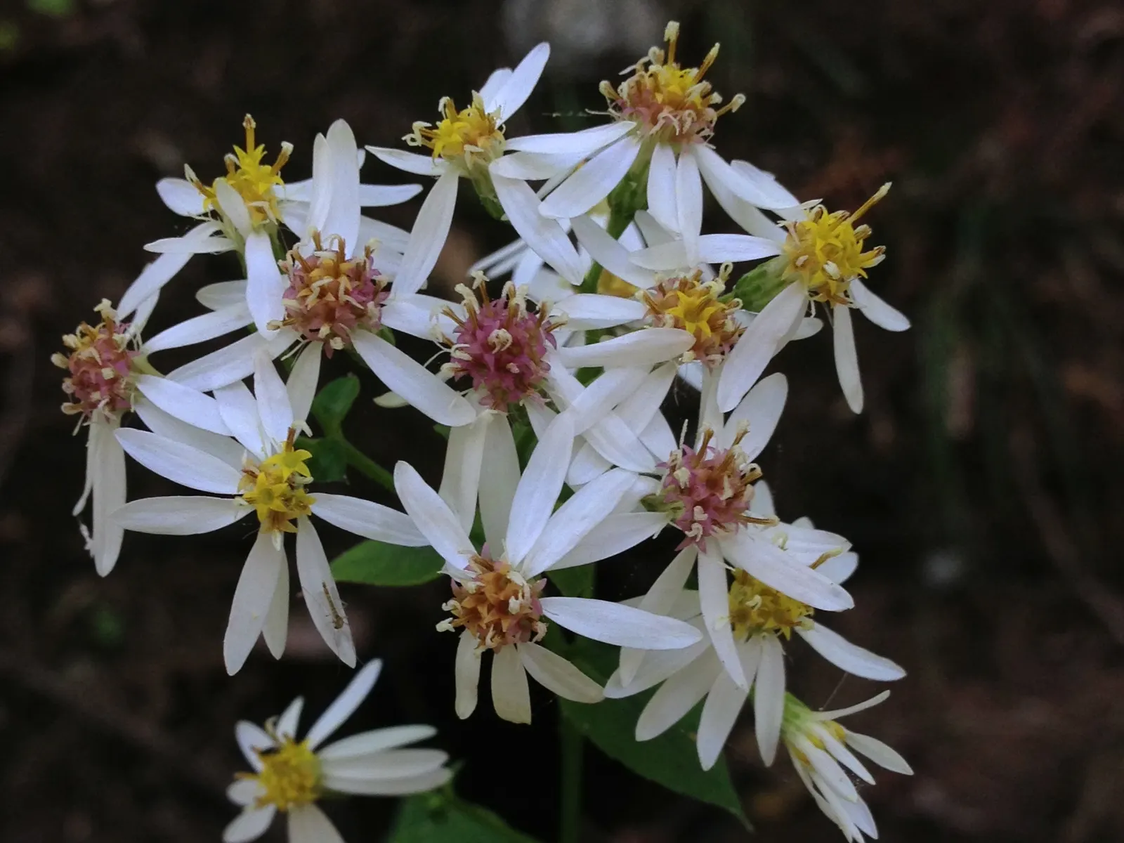 White Wood Aster (Eurybia divaricata) — White Wood Aster (Eurybia divaricata) is a North American native perennial with heart-shaped; thriving in, image 79