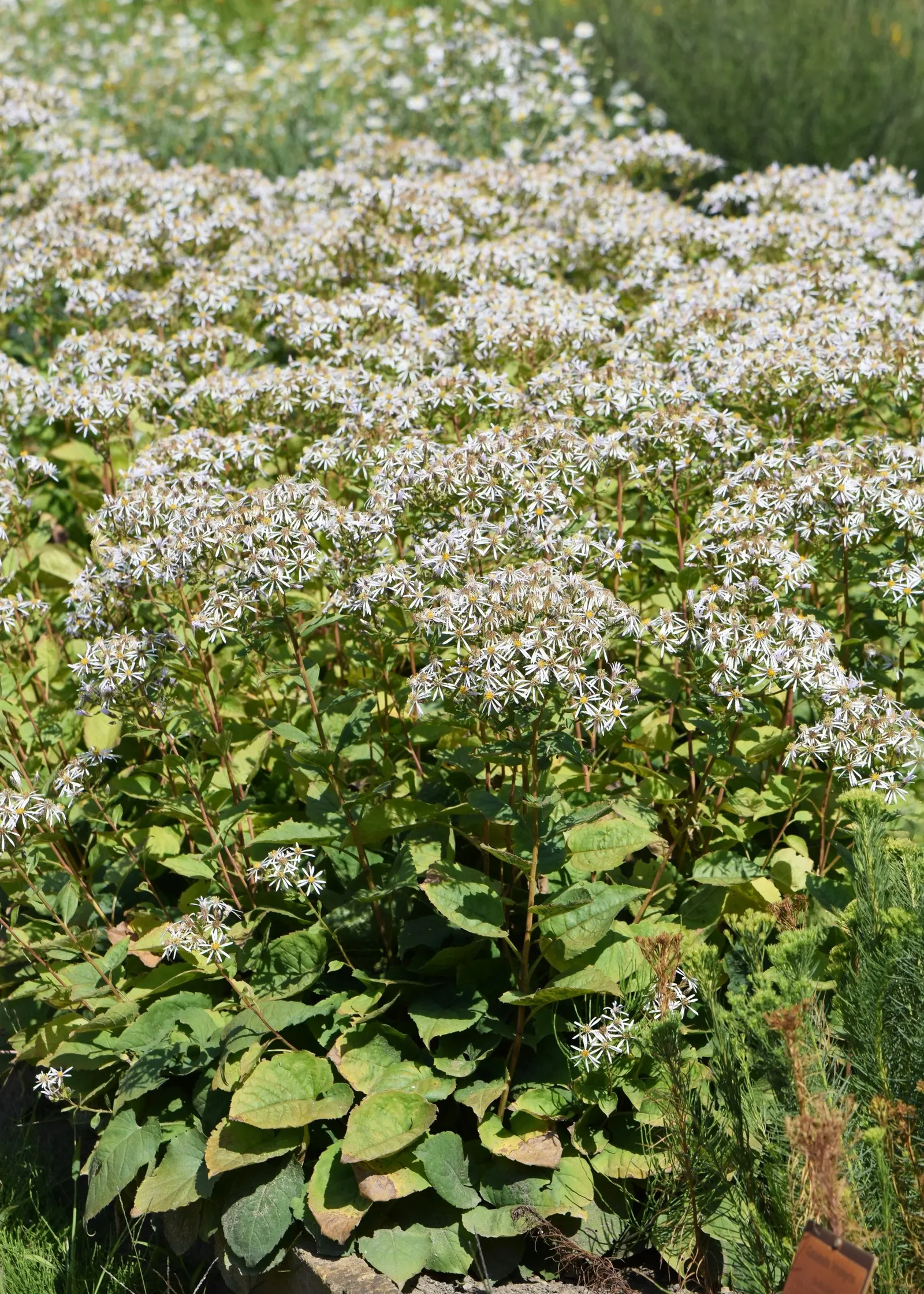 White Wood Aster (Eurybia divaricata) — Thriving in partial to full shade, it reaches 1-3 feet in height and spreads up to 2 feet; perennial with, image 56