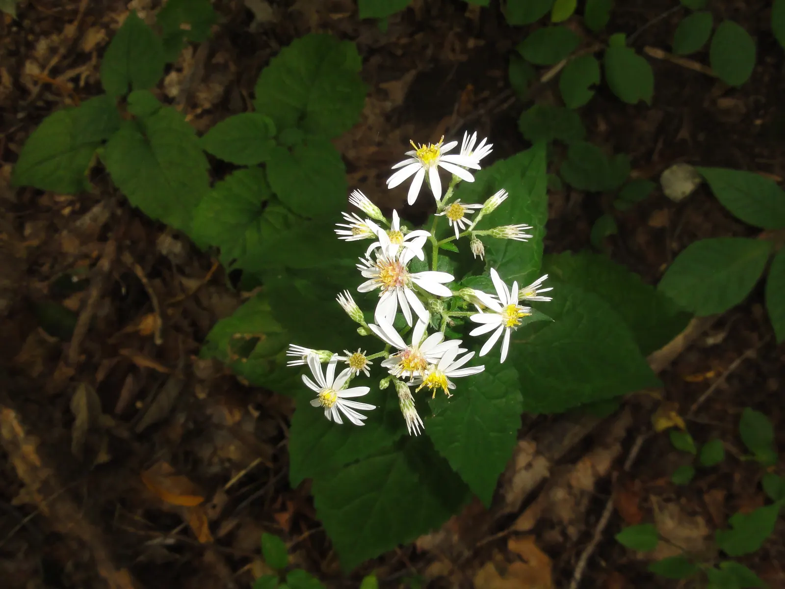 White Wood Aster (Eurybia divaricata) — It tolerates a wide range of soil types, including clay, as long as the area boasts good drainage