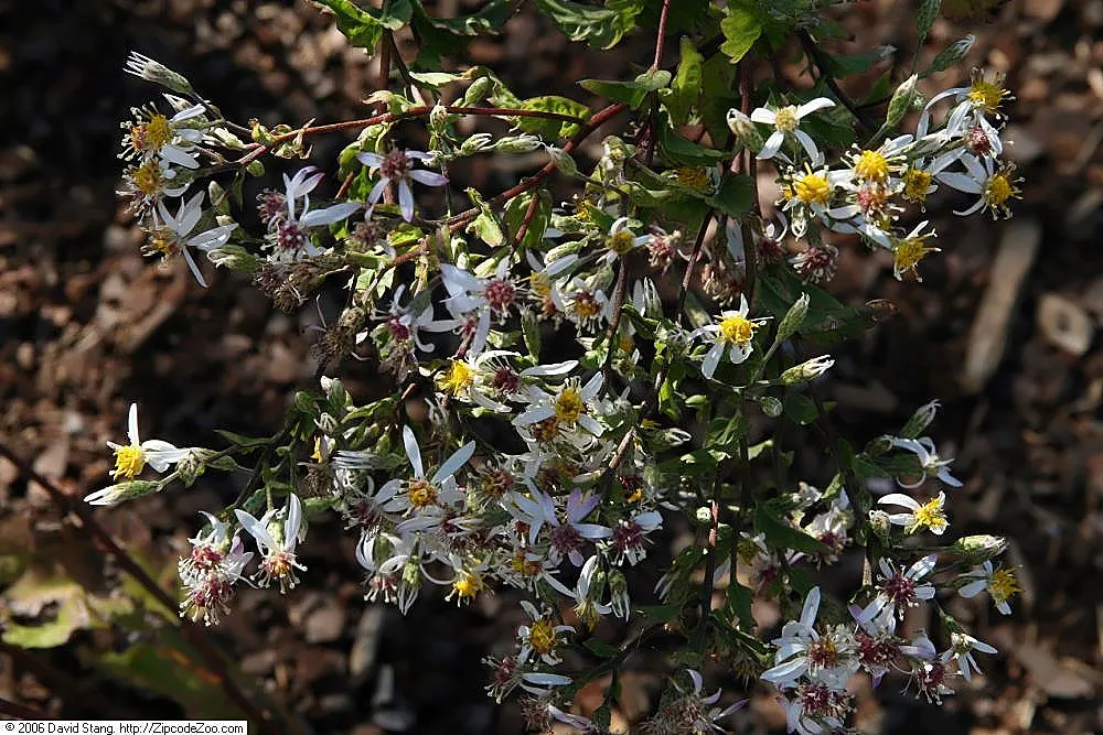 White Wood Aster (Eurybia divaricata) — starry white flowers with yellow to red center disks