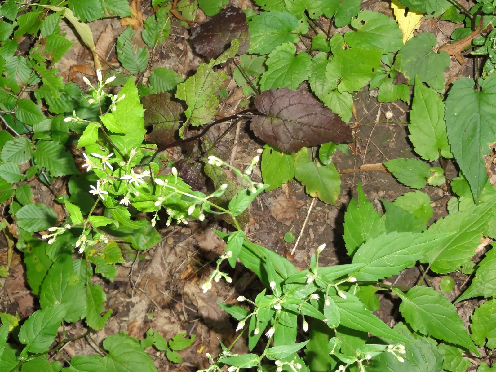 White Wood Aster (Eurybia divaricata) — This low-maintenance aster blooms from late summer to fall