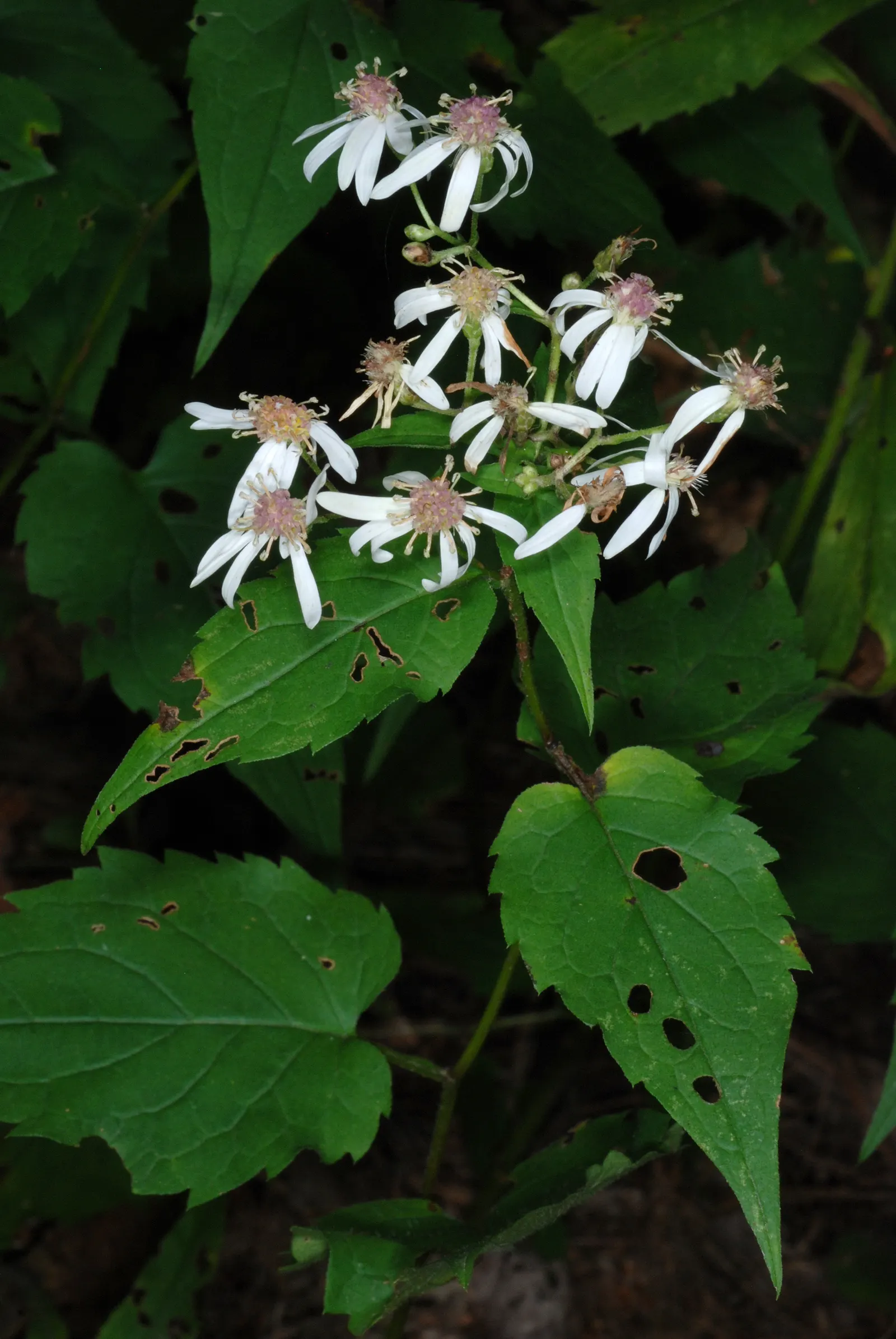 White Wood Aster (Eurybia divaricata) — The White Wood Aster's drought tolerance once established; this low-maintenance aster blooms from late summer to fall