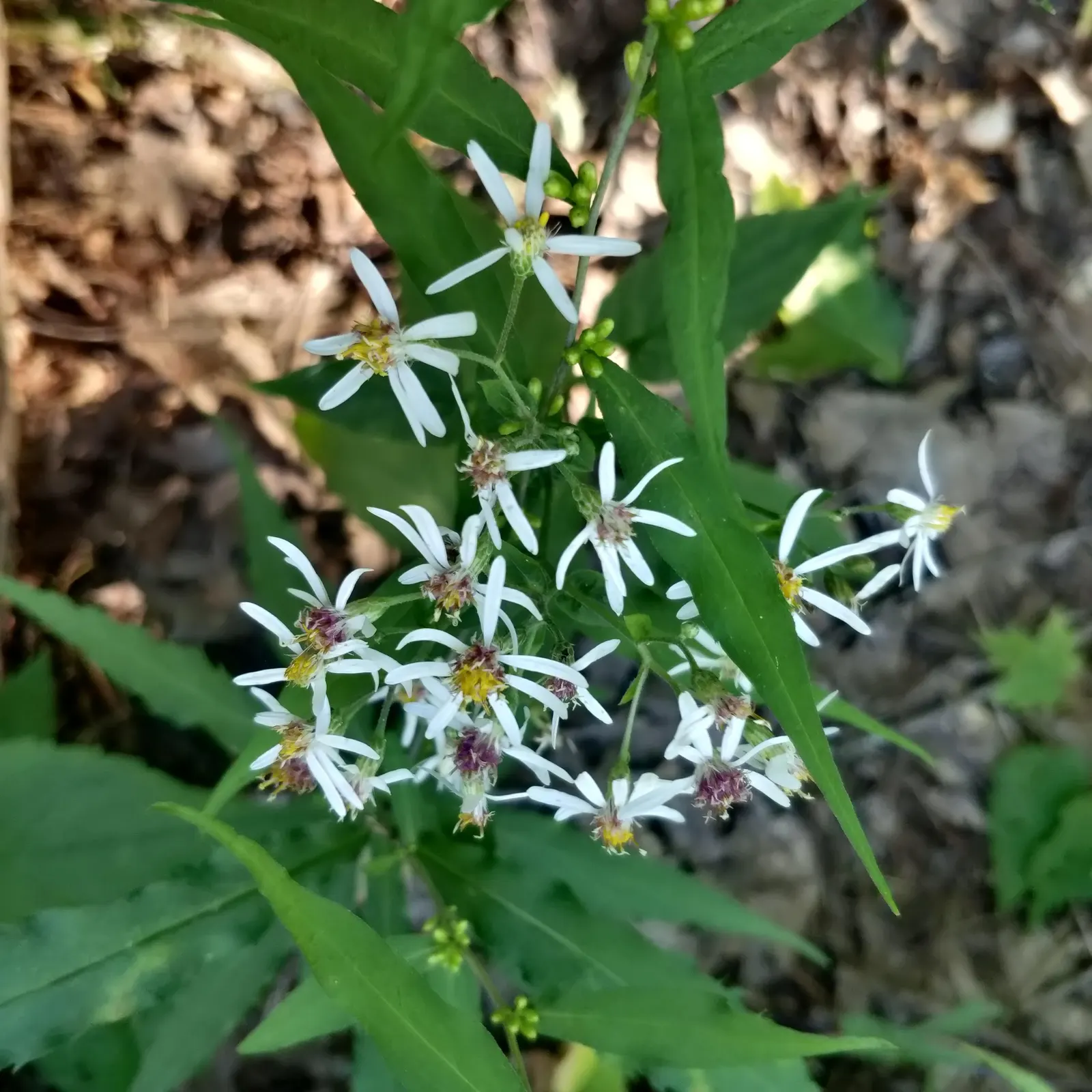White Wood Aster (Eurybia divaricata) — allows it to naturalize and fill in spaces with a charming; airy floral display.<br><br>For lush