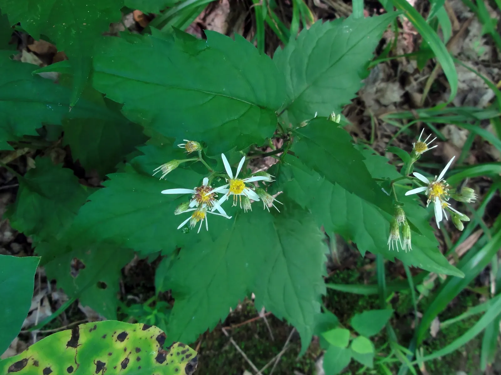 White Wood Aster (Eurybia divaricata) — this woodland gem thrives in hardiness zones 3 through 8