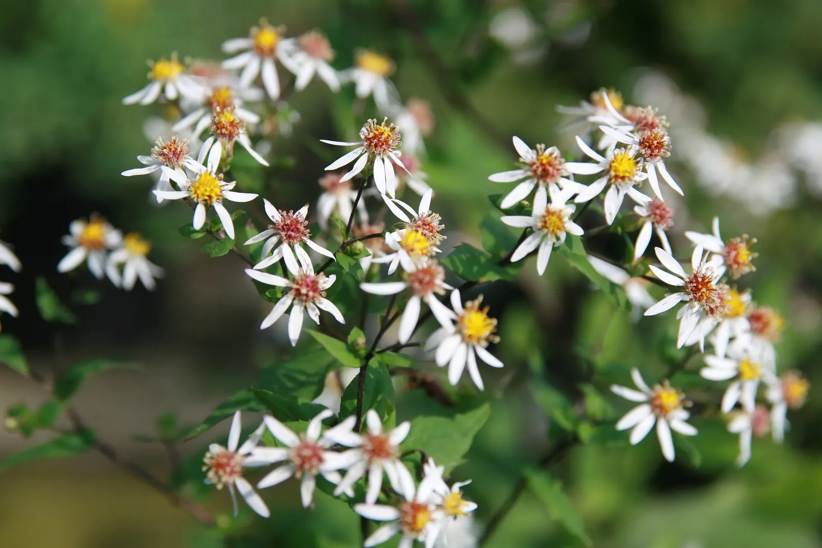 White Wood Aster (Eurybia divaricata) — is an elegant perennial well-suited to bringing understated beauty to shaded sections of a landscape, image 61