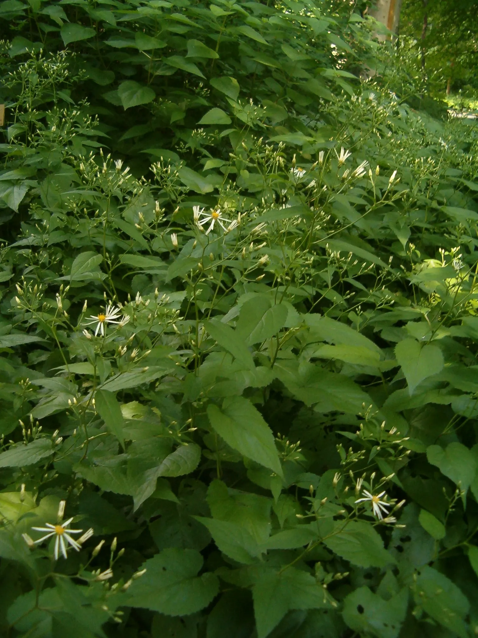 White Wood Aster (Eurybia divaricata) — airy floral display.<br><br>For lush