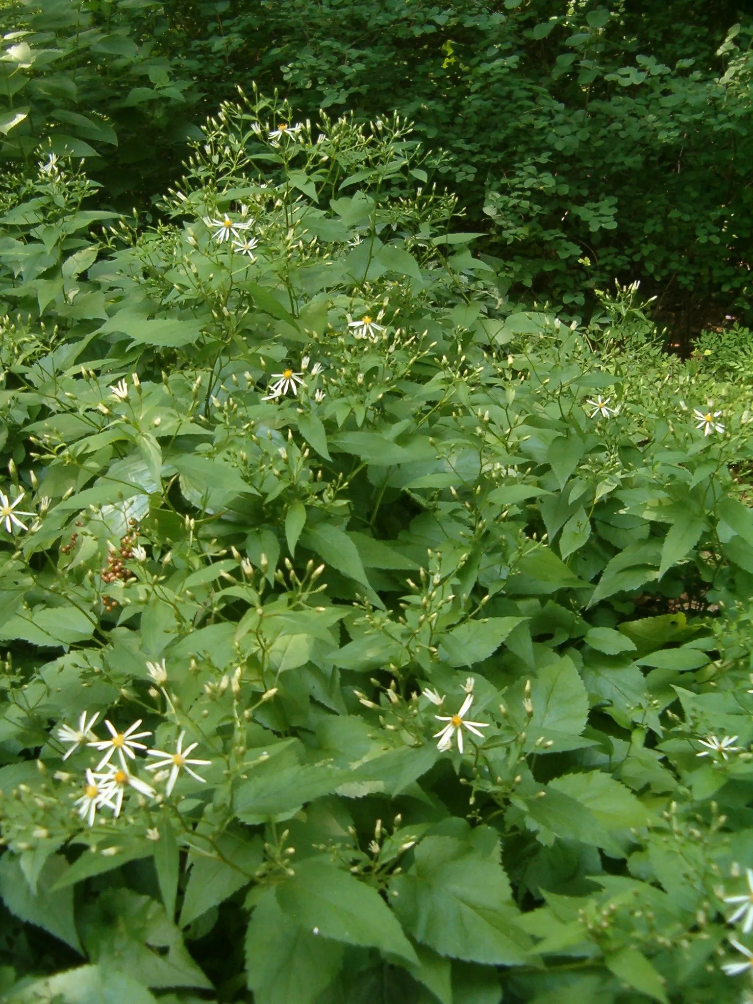 White Wood Aster (Eurybia divaricata) — toothed leaves and distinctive; this woodland gem thrives in hardiness zones 3 through 8