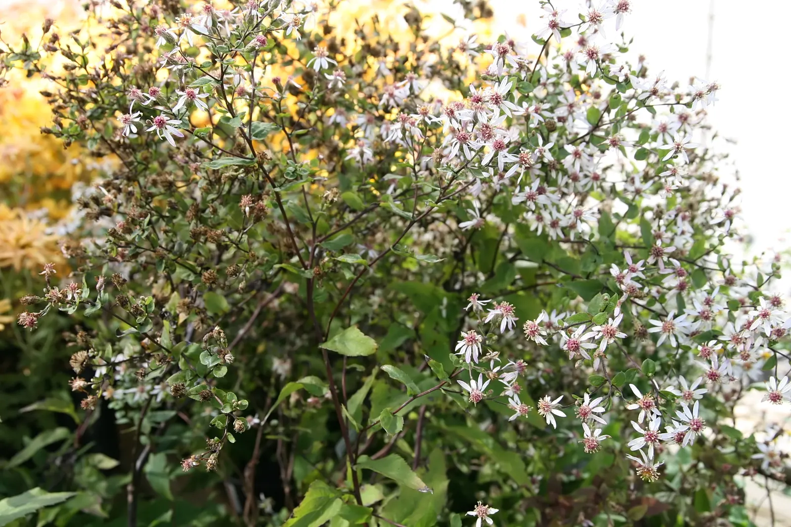 White Wood Aster (Eurybia divaricata) — The White Wood Aster's drought tolerance once established; this low-maintenance aster blooms from late, image 68