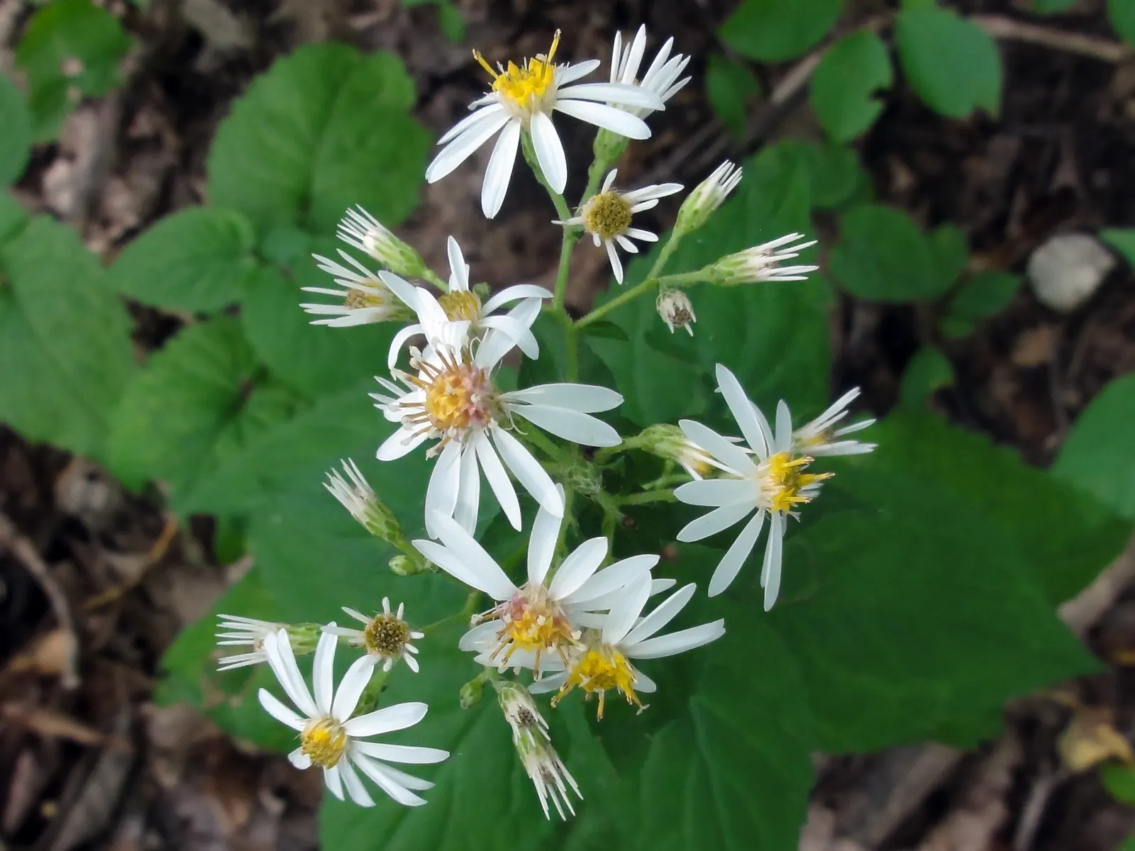 White Wood Aster (Eurybia divaricata) — particularly during dry spells; making it an excellent choice for woodsy gardens or areas under the canopy of larger