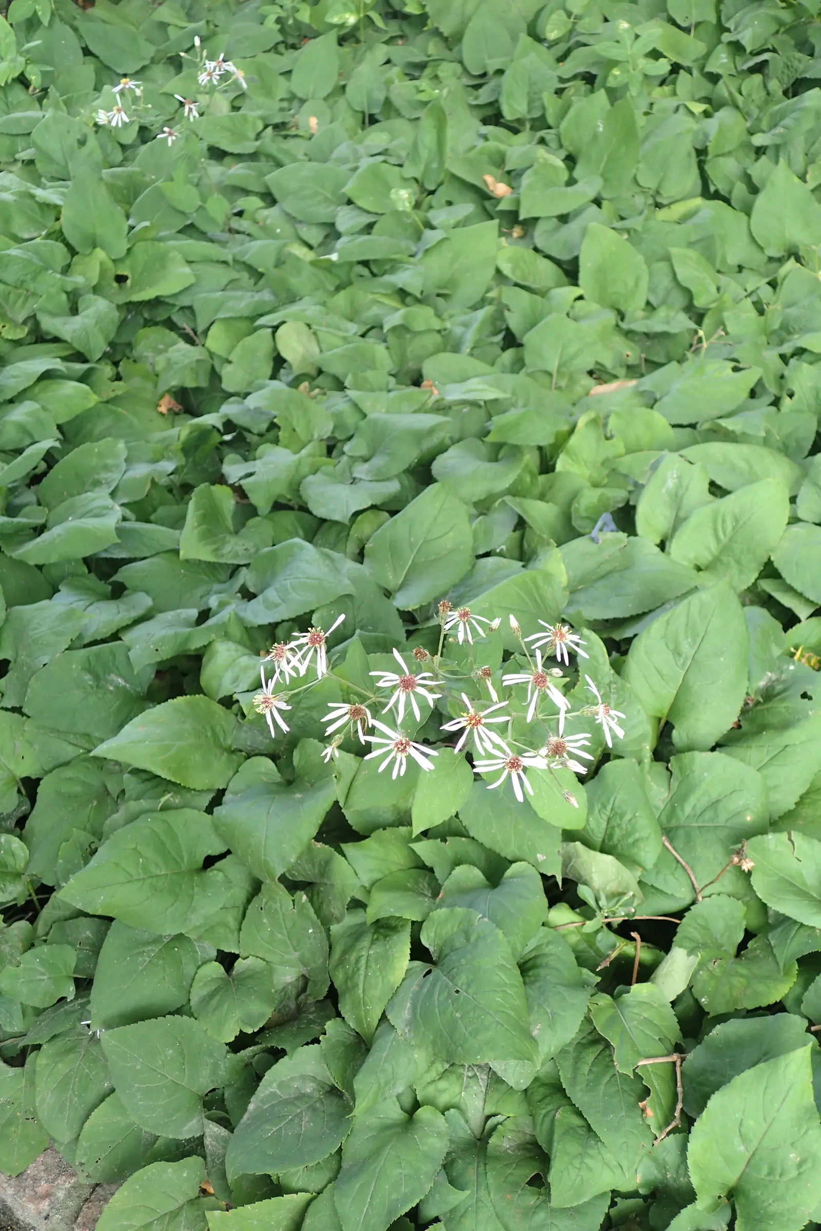 White Wood Aster (Eurybia divaricata) — Blooming profusely from late summer into fall; native to the eastern United States, image 65