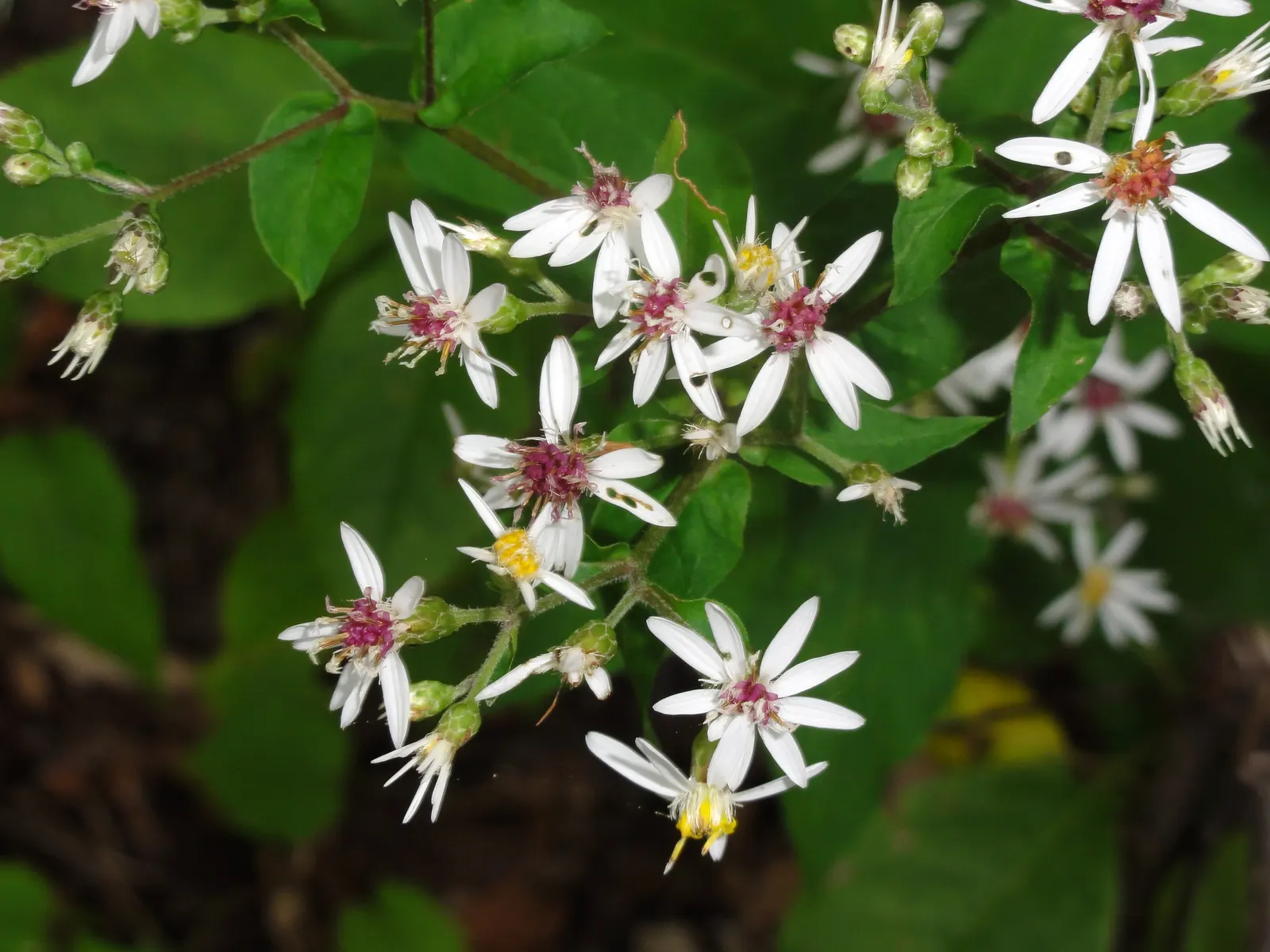 White Wood Aster (Eurybia divaricata) — White Wood Aster (Eurybia divaricata) is a North American native perennial with heart-shaped; thriving in partial to