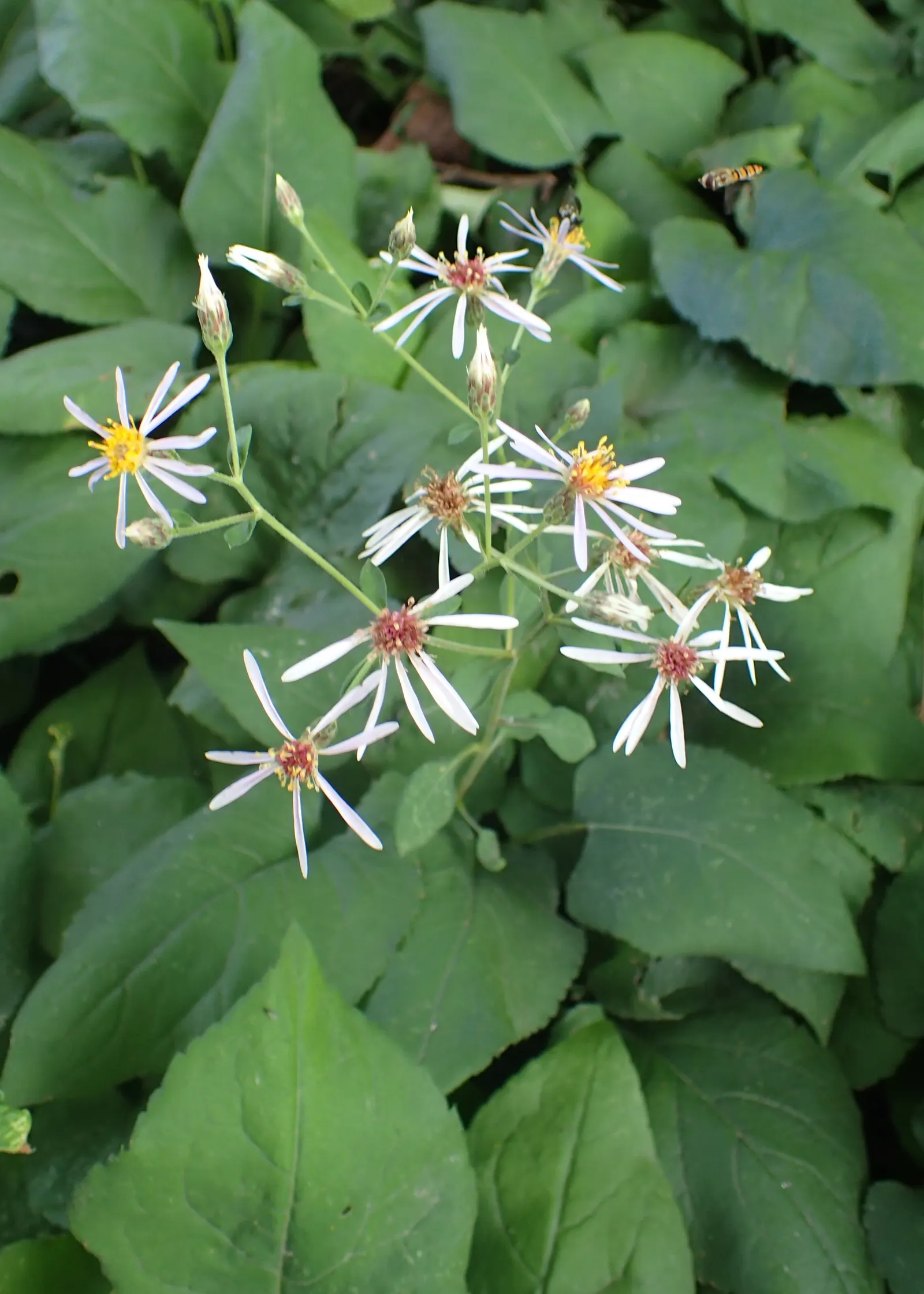White Wood Aster (Eurybia divaricata) — perennial with white blooms; the White Wood Aster's drought tolerance once established, image 77