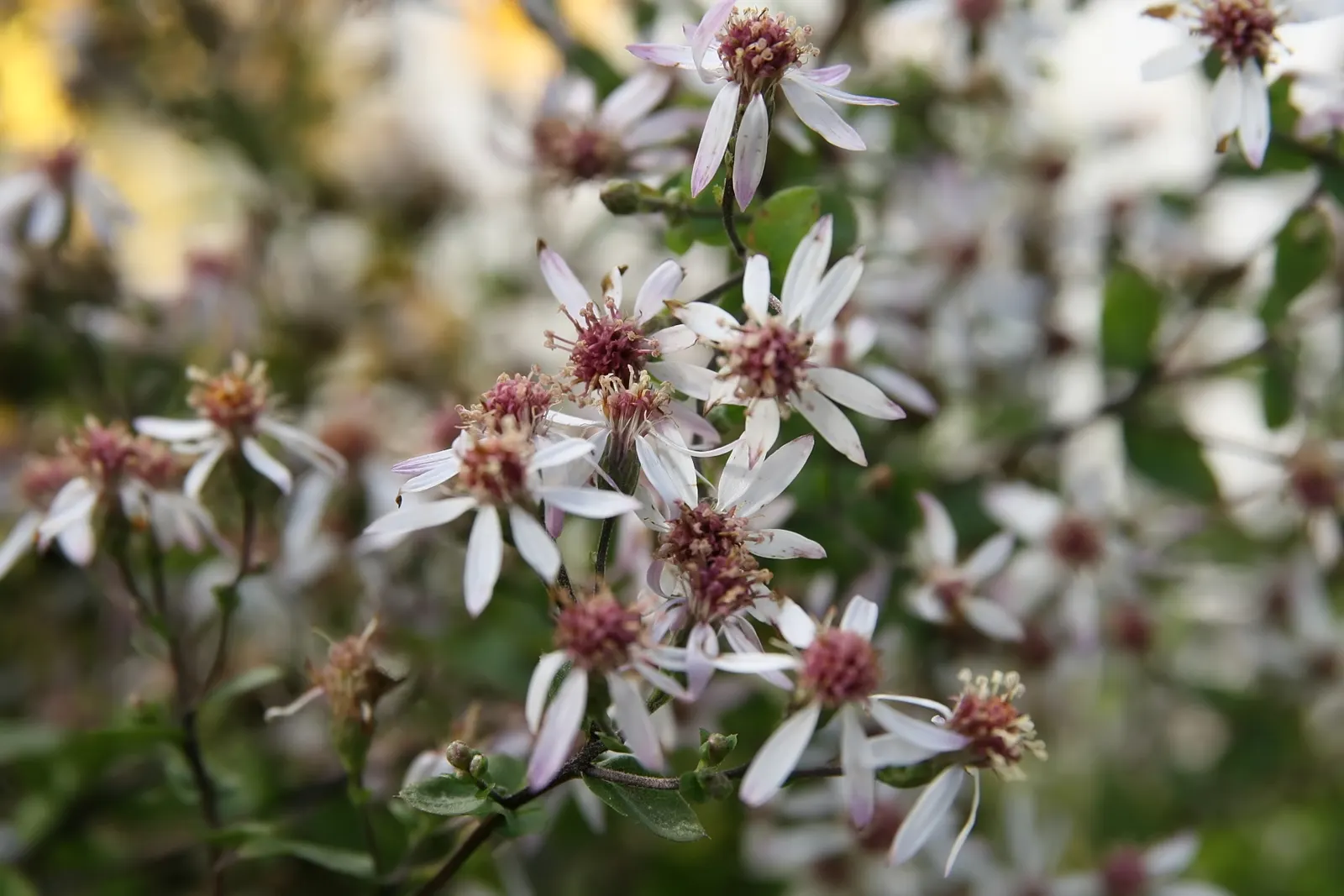 White Wood Aster (Eurybia divaricata) — starry white flowers with yellow to red center disks; allows it to naturalize and fill in spaces with a, image 81