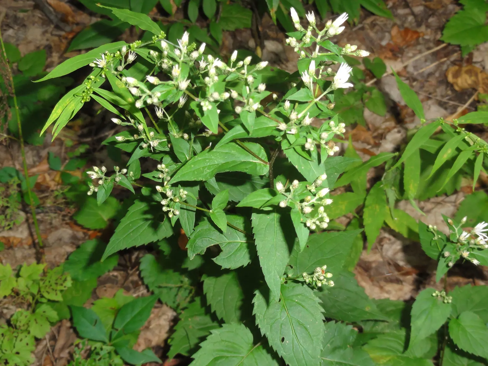 White Wood Aster (Eurybia divaricata) — Minimal maintenance required; toothed leaves and distinctive
