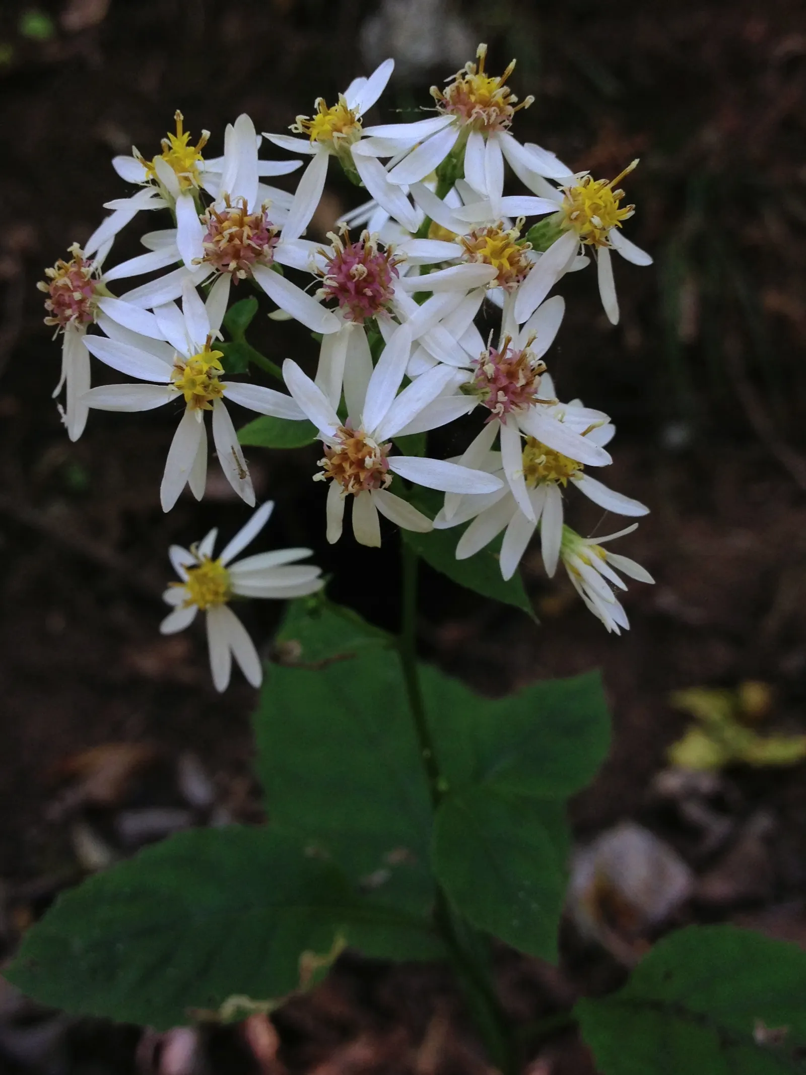 White Wood Aster (Eurybia divaricata) — offering late-season nectar for pollinators in USDA zones 3-8; blooming profusely from late summer into fall, image 84