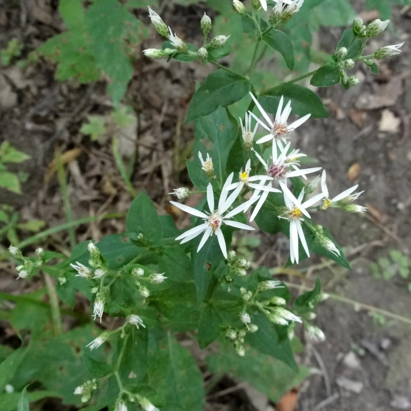 White Wood Aster (Eurybia divaricata) — This low-maintenance aster blooms from late summer to fall; offering late-season nectar for pollinators in, image 83