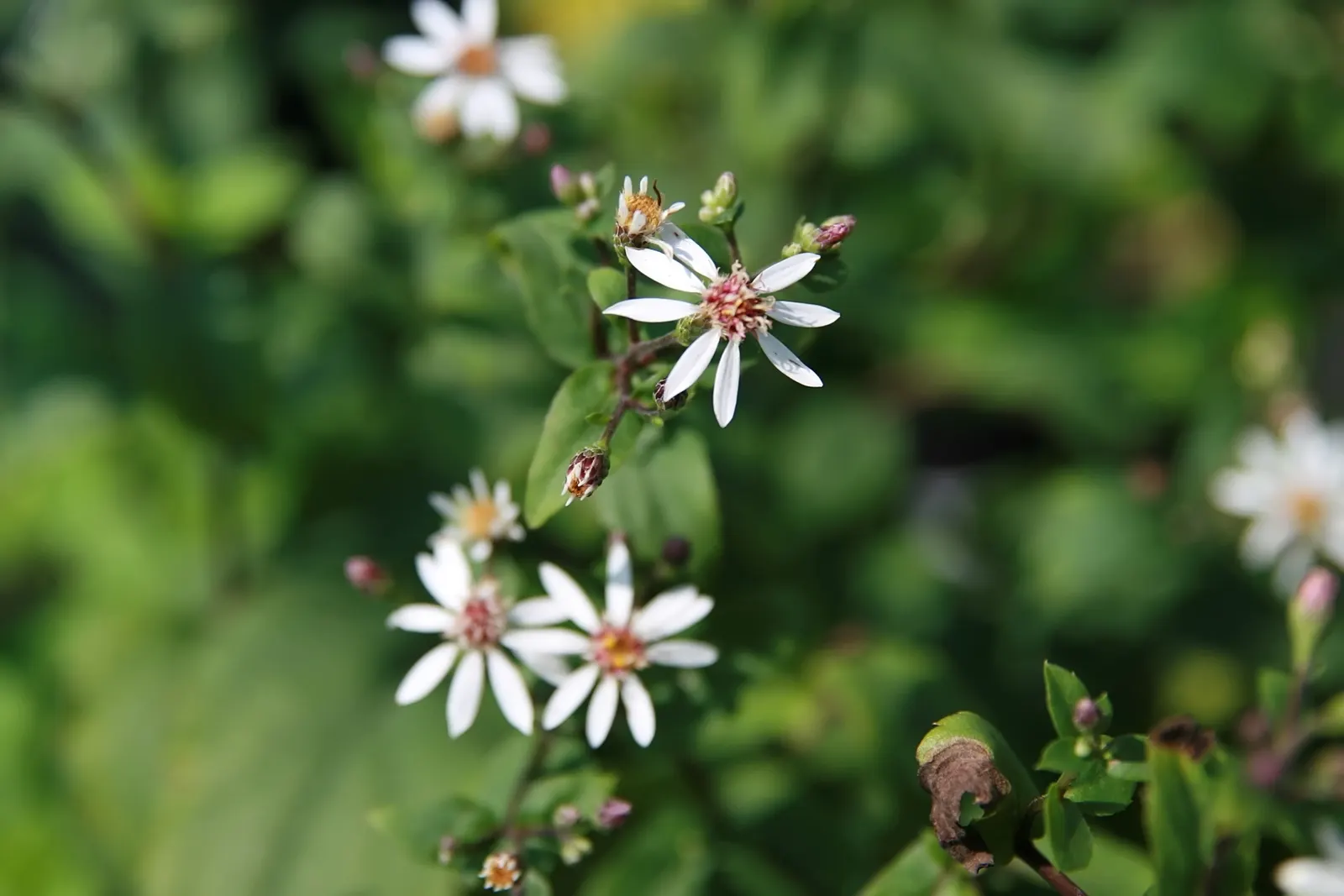 White Wood Aster (Eurybia divaricata) — scientifically named Eurybia divaricata (formerly Aster divaricatus); white Wood Aster (Eurybia divaricata), image 86