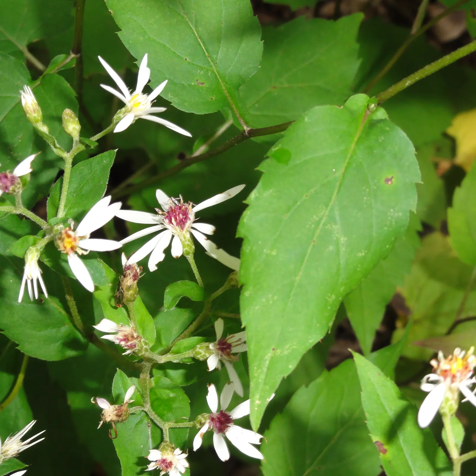 White Wood Aster (Eurybia divaricata) — Native to the eastern United States; it tolerates a wide range of soil types, including clay, as long as, image 62