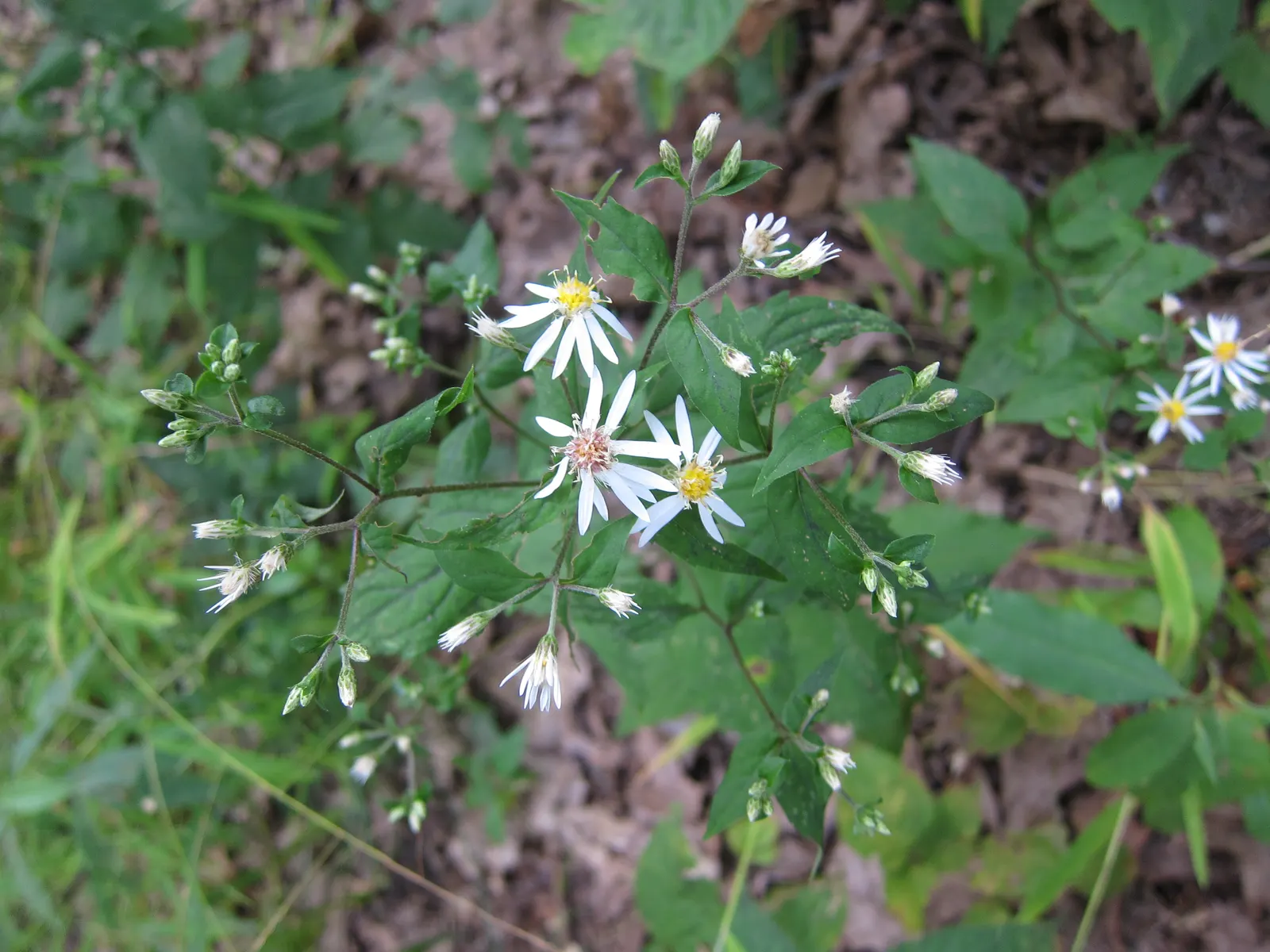 White Wood Aster (Eurybia divaricata) — starry white flowers with yellow to red center disks; allows it to naturalize and fill in spaces with a charming
