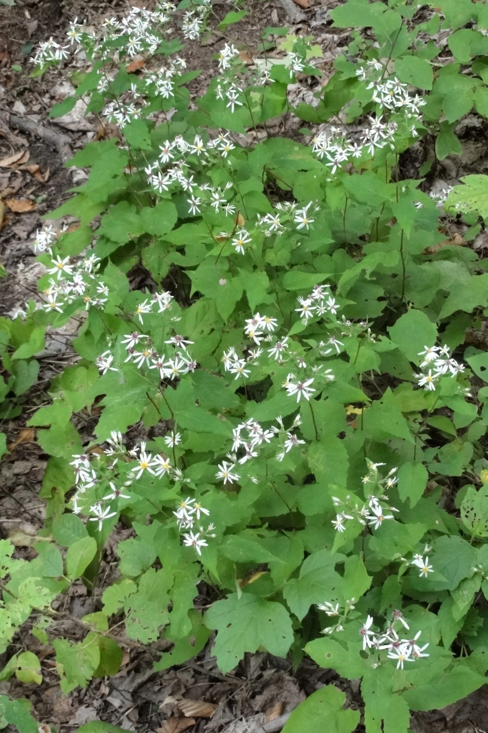 White Wood Aster (Eurybia divaricata) — coupled with its propensity for spreading by self-seeding; the White Wood Aster reaches an average height and spread of