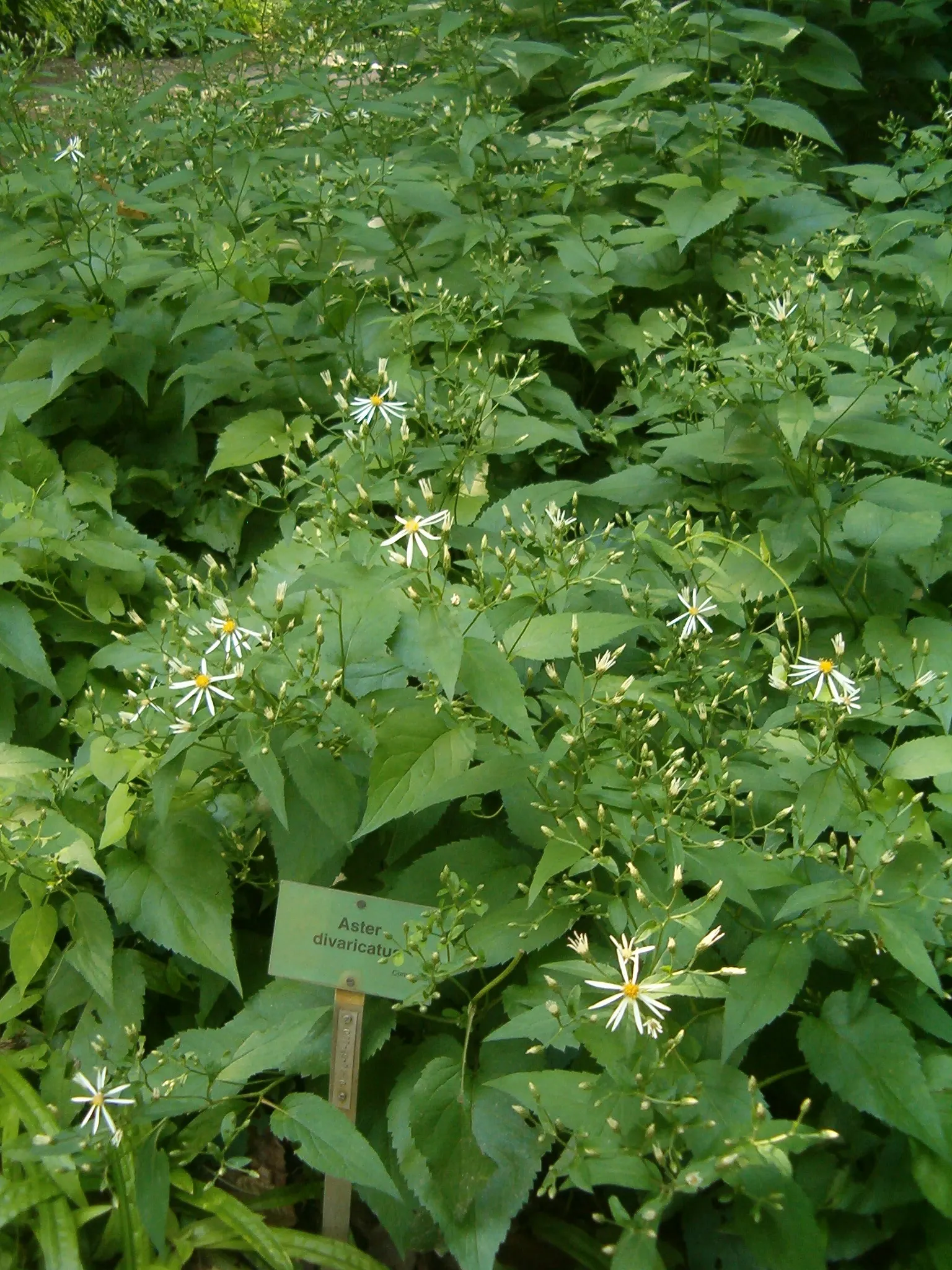 White Wood Aster (Eurybia divaricata) — Ideal for naturalized or woodland garden settings; ensure that Eurybia divaricata receives regular watering, image 59