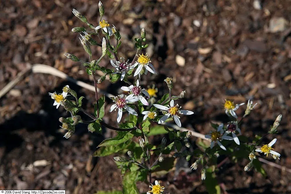 White Wood Aster (Eurybia divaricata) — particularly during dry spells
