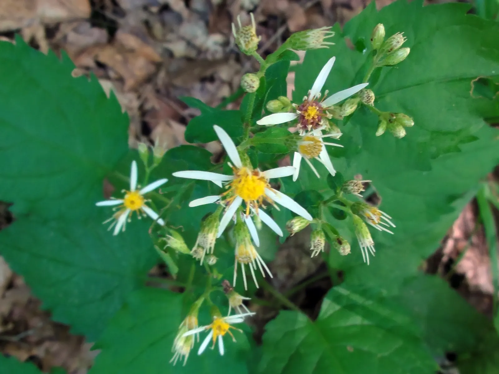 White Wood Aster (Eurybia divaricata) — coupled with its propensity for spreading by self-seeding; the White Wood Aster reaches an average height, image 69