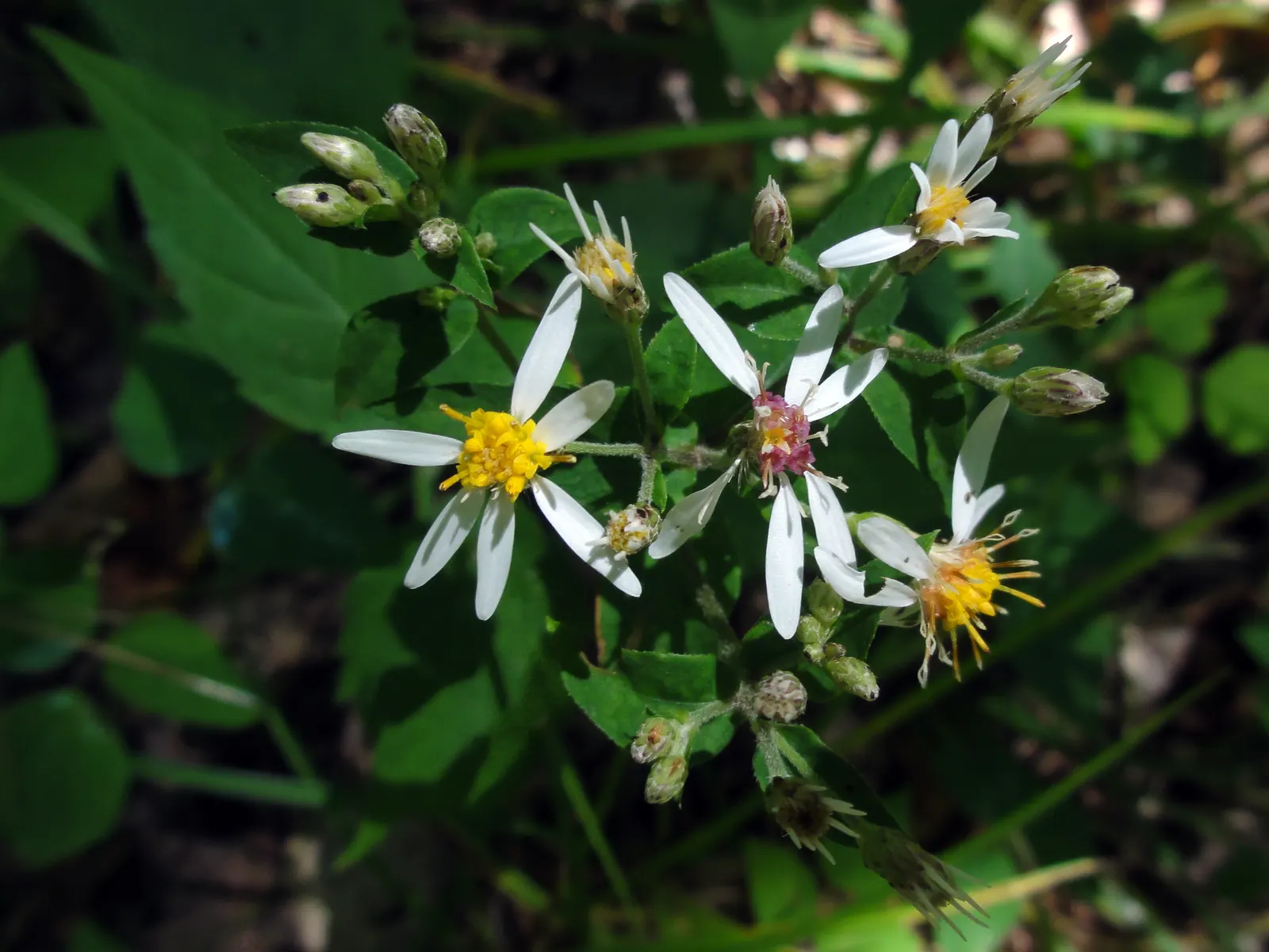 White Wood Aster (Eurybia divaricata) — perennial for half or shade