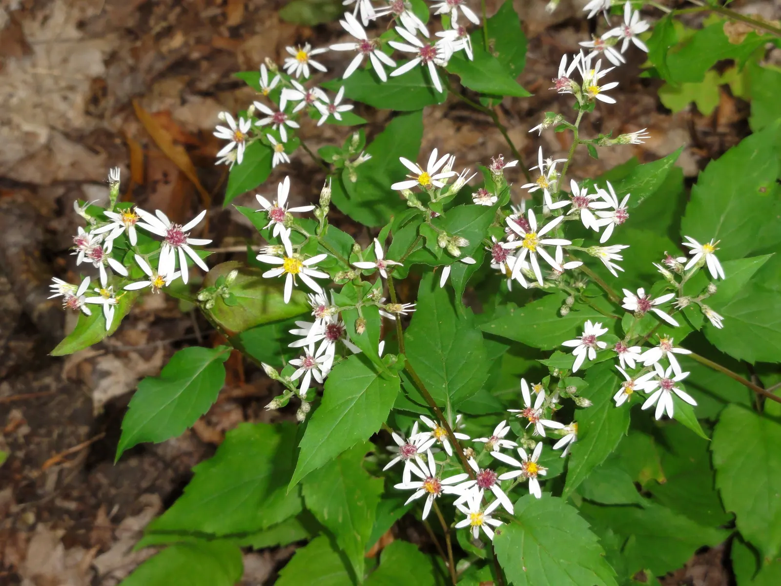 White Wood Aster (Eurybia divaricata) — the White Wood Aster reaches an average height and spread of 1 to 3 feet and 1 to 2.5 feet; starry white flowers with