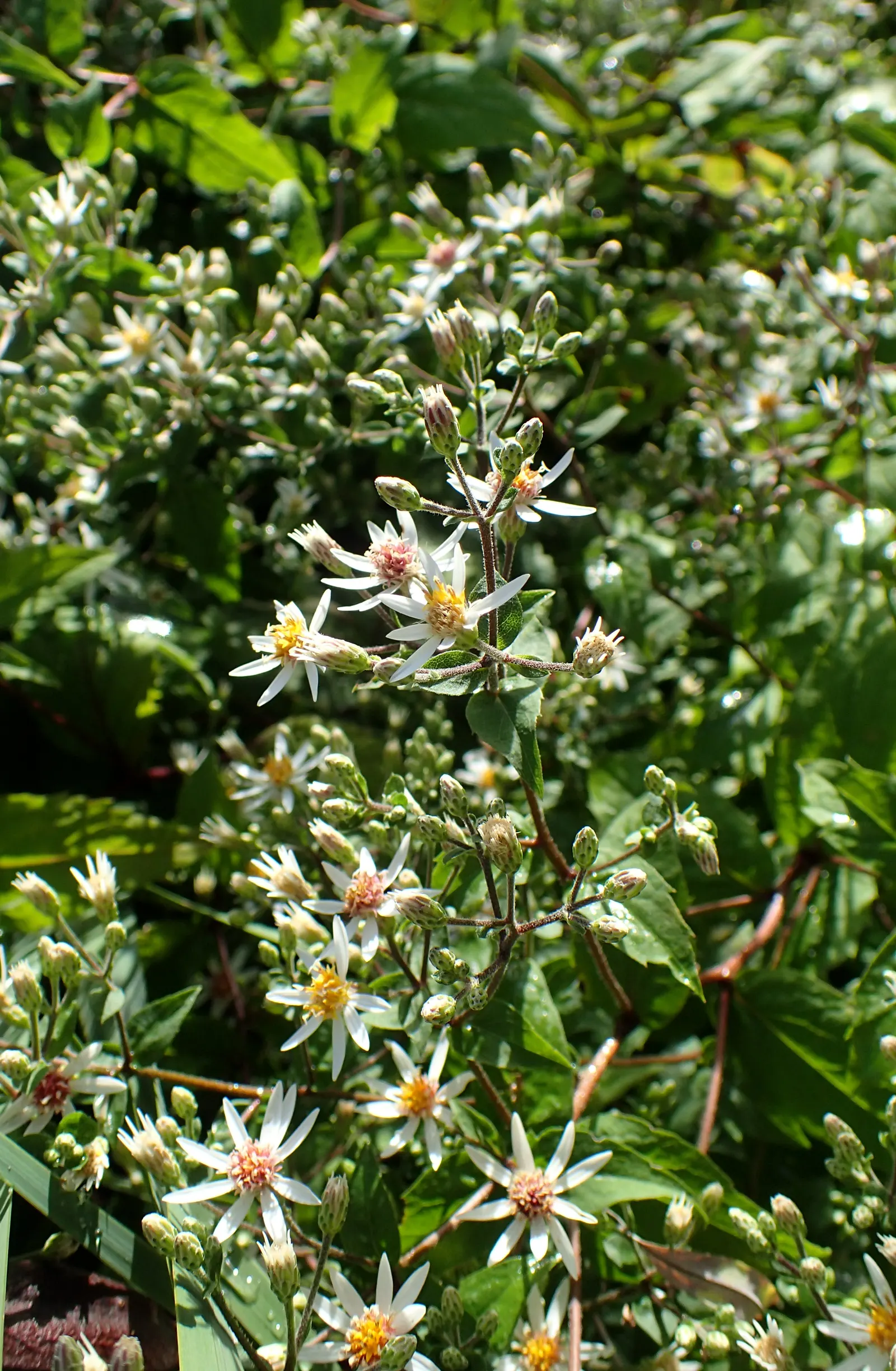 White Wood Aster (Eurybia divaricata) — Ideal for naturalized or woodland garden settings; ensure that Eurybia divaricata receives regular watering