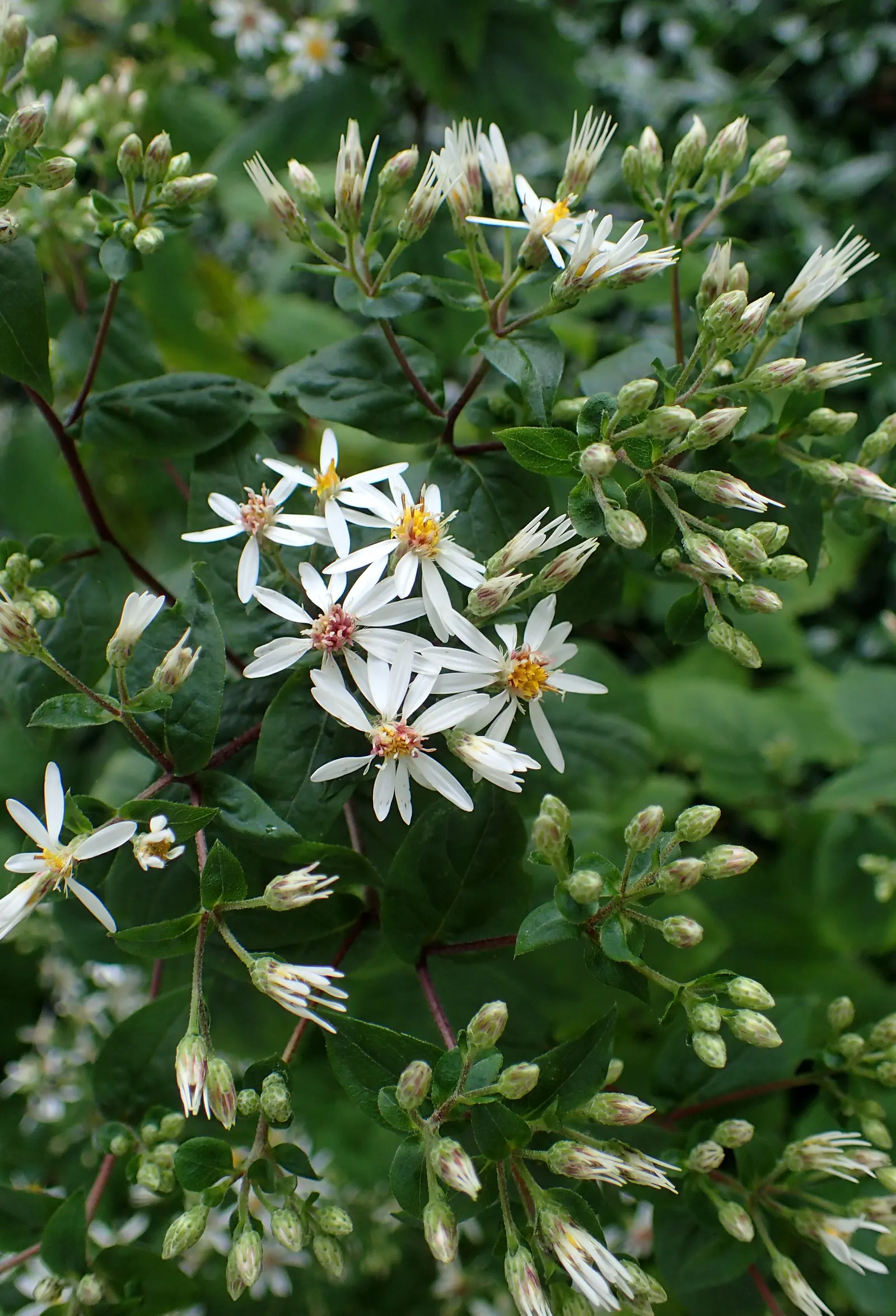 White Wood Aster (Eurybia divaricata) — the White Wood Aster reaches an average height and spread of 1 to 3 feet and 1 to 2.5 feet; starry white, image 64