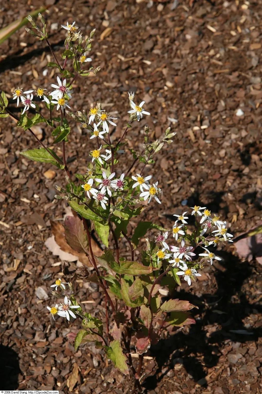 White Wood Aster (Eurybia divaricata) — Native to the eastern United States